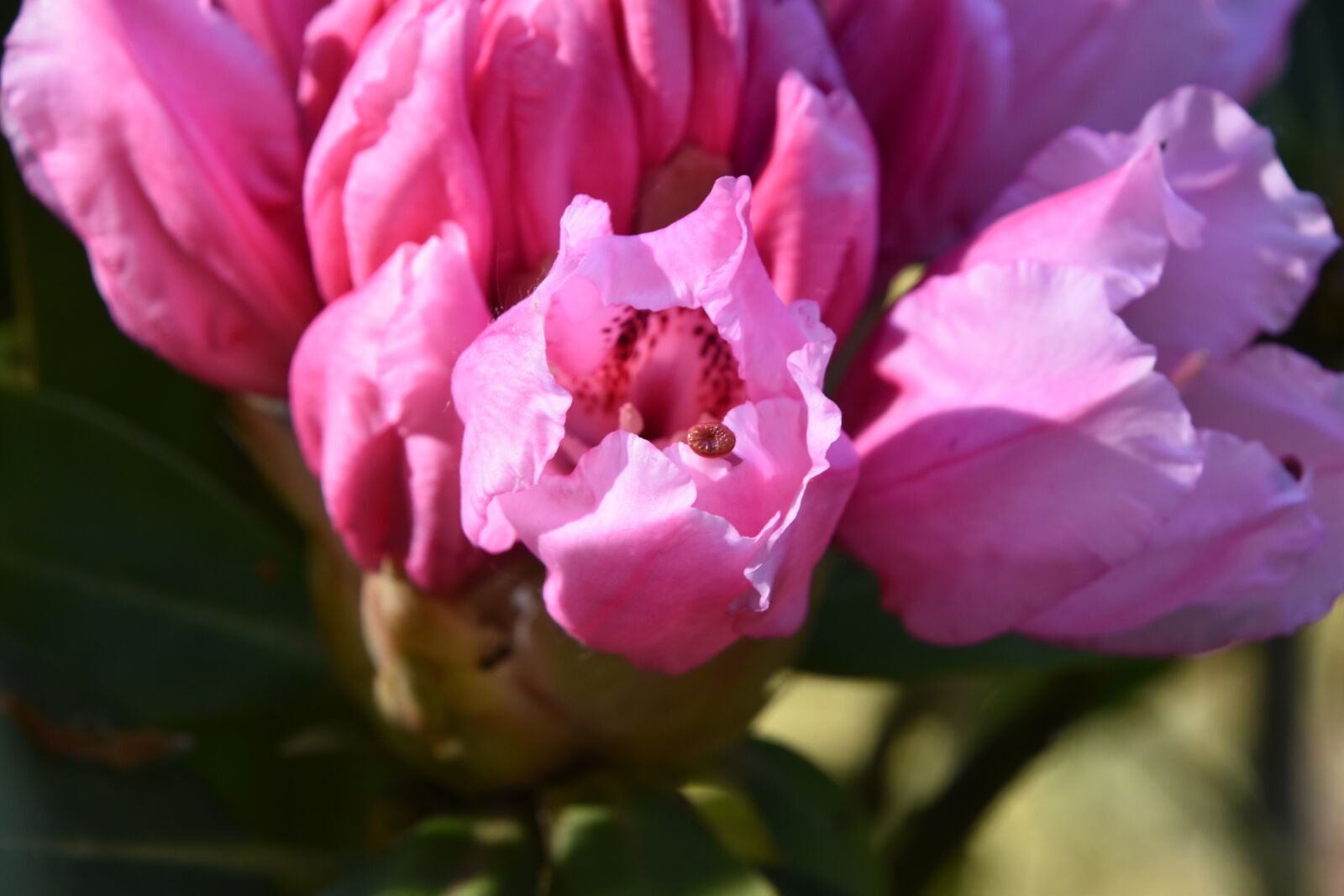 Nikon D5600 sample photo. Flower, plant, nature photography