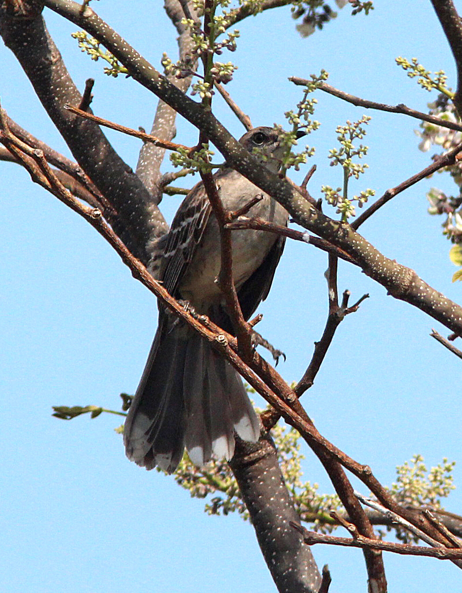 Canon EF 300mm F4L IS USM sample photo