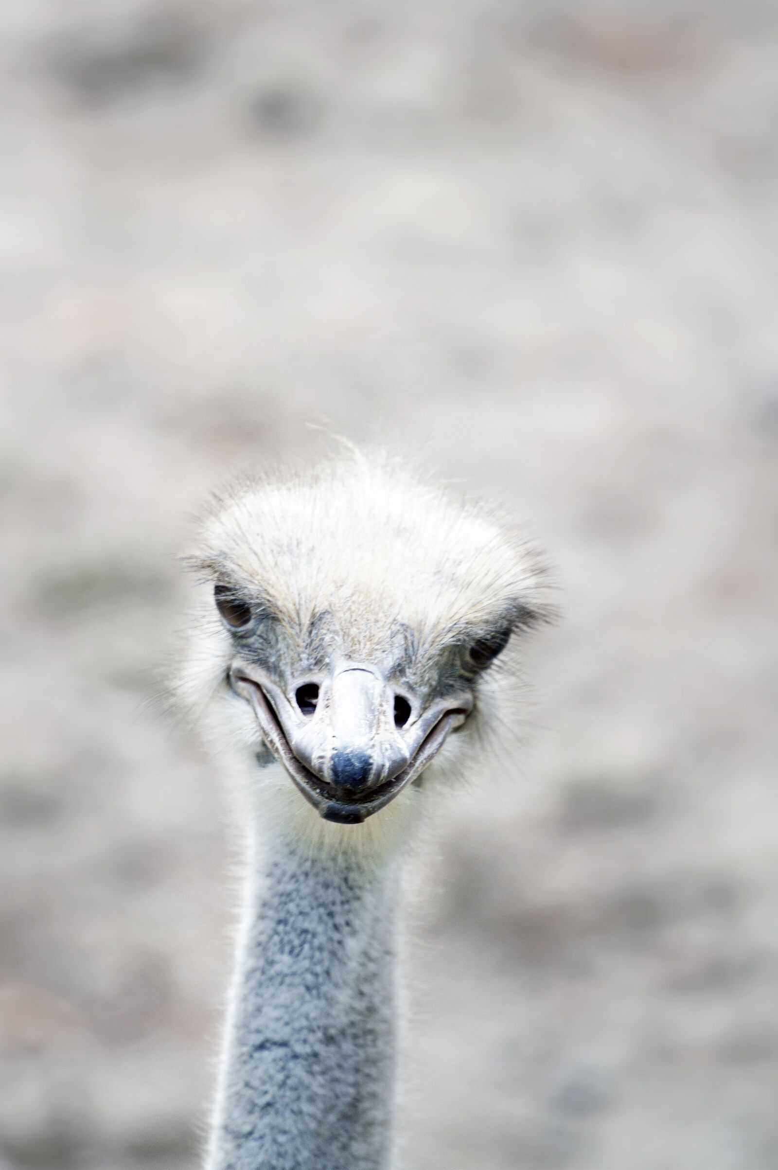 Canon EF 70-200mm F4L USM sample photo. Close, up, of, bird photography