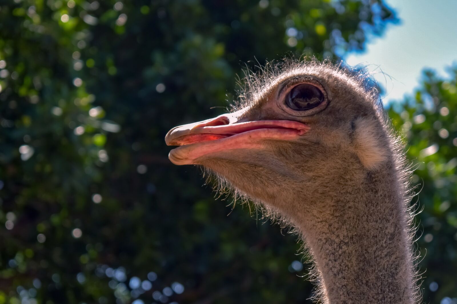 Nikon D3300 sample photo. Ostrich, bird, eye photography