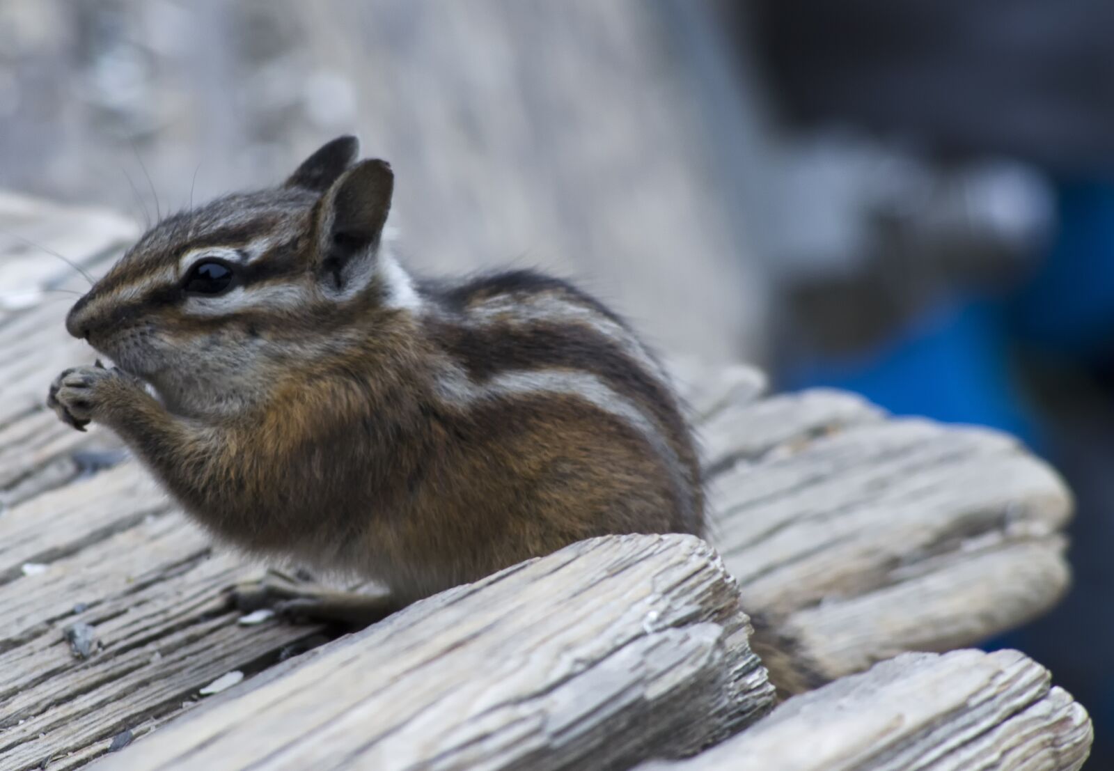 Nikon D5100 sample photo. Chipmunk, cute, furry photography