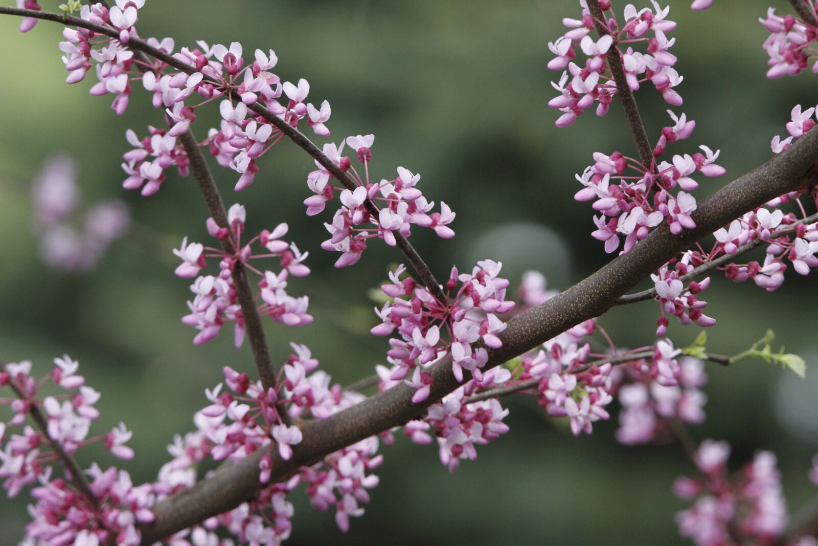 Canon EOS 7D sample photo. Redbud, tree, redbud tree photography