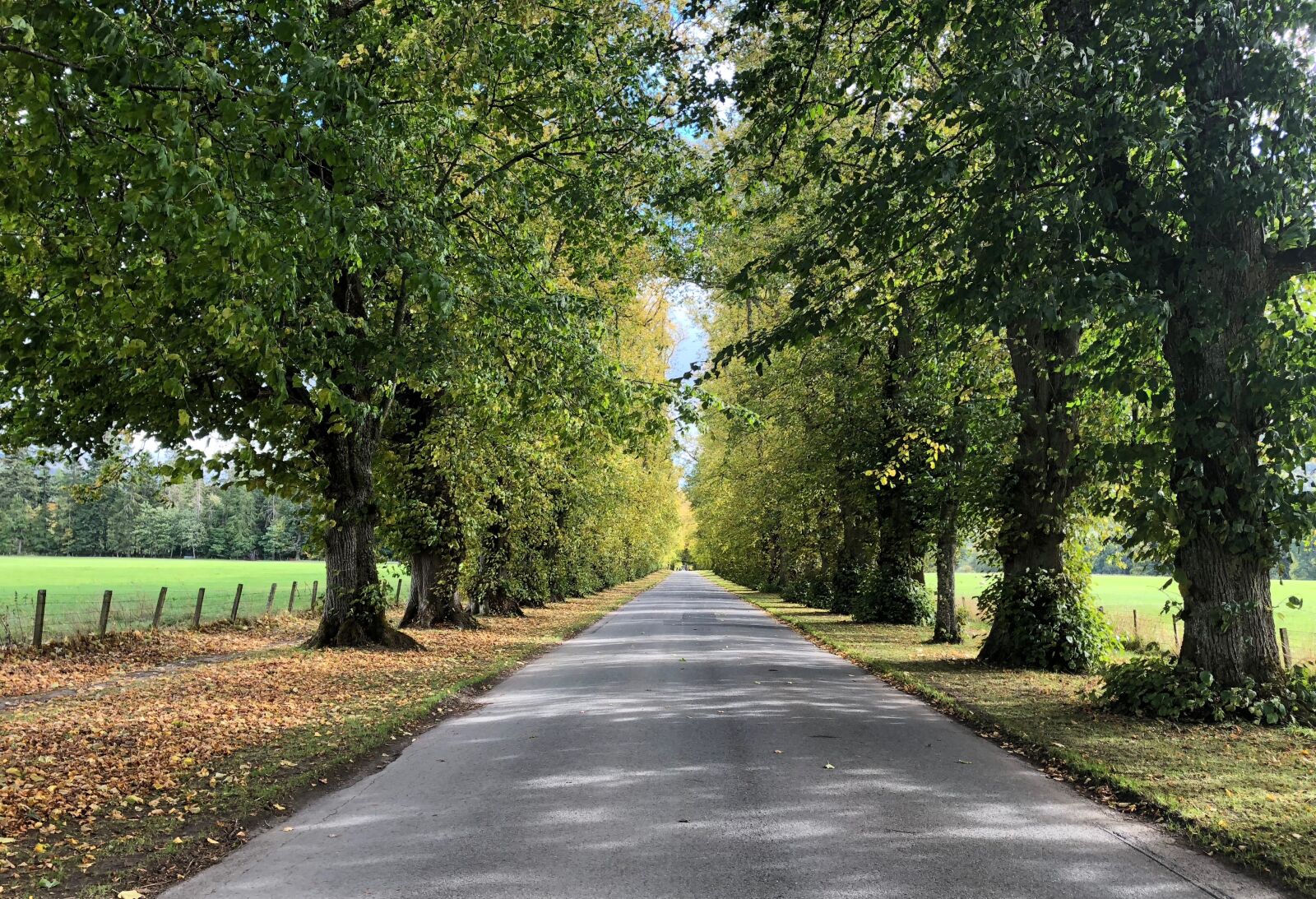 iPhone X back dual camera 4mm f/1.8 sample photo. Avenue, trees, away photography