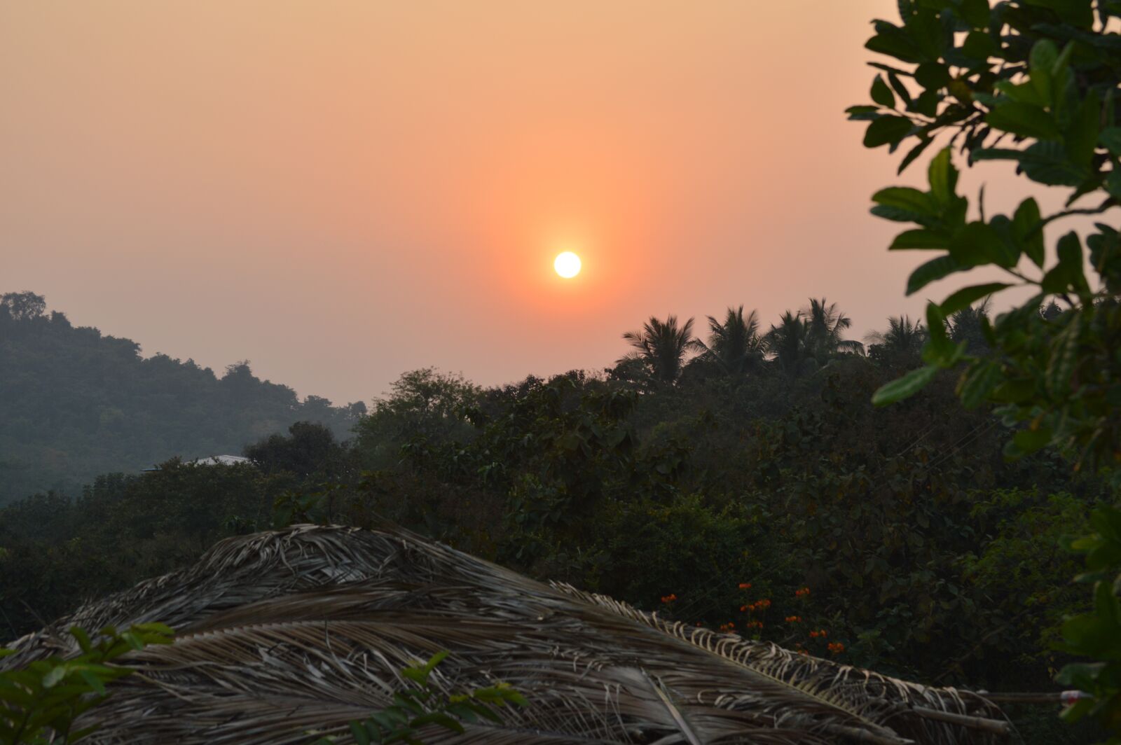 Nikon D3200 sample photo. Nature, tree, panoramic photography