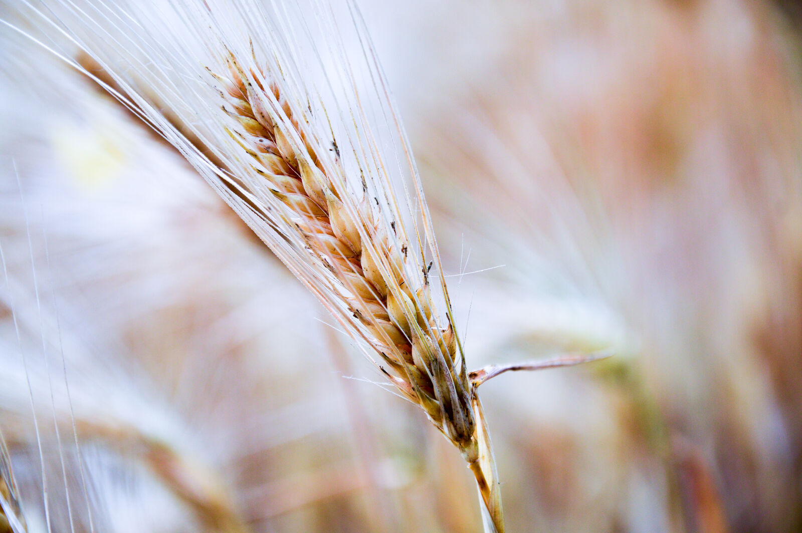 Nikon D3200 sample photo. Shallow, focus, photography, of photography
