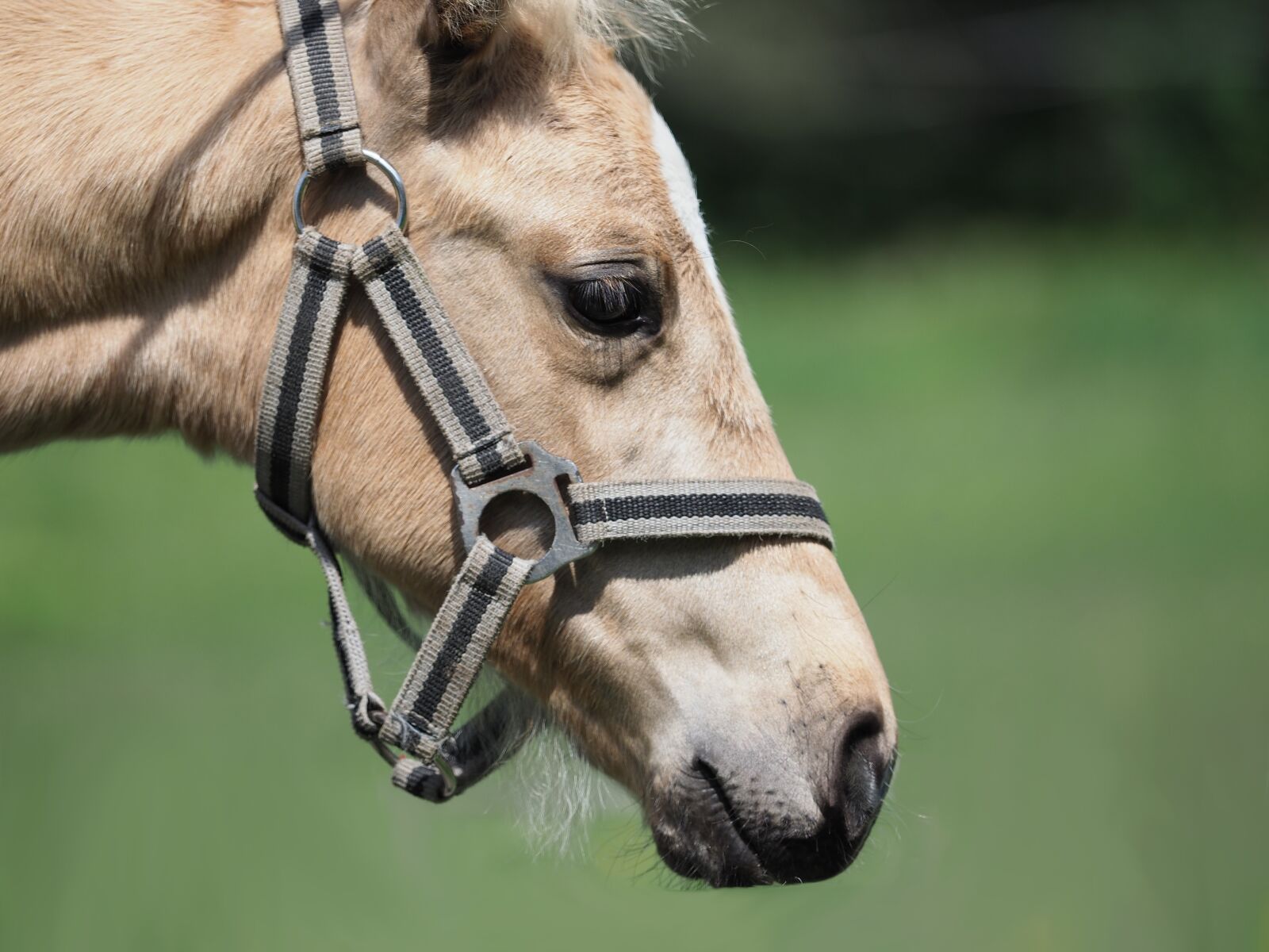 Olympus OM-D E-M1 Mark II + Olympus M.Zuiko Digital ED 40-150mm F2.8 Pro sample photo. Animal, horse, head photography