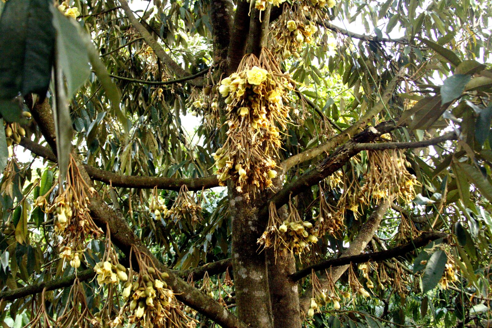 Canon EOS 50D sample photo. Durian flowers, beautiful flowers photography