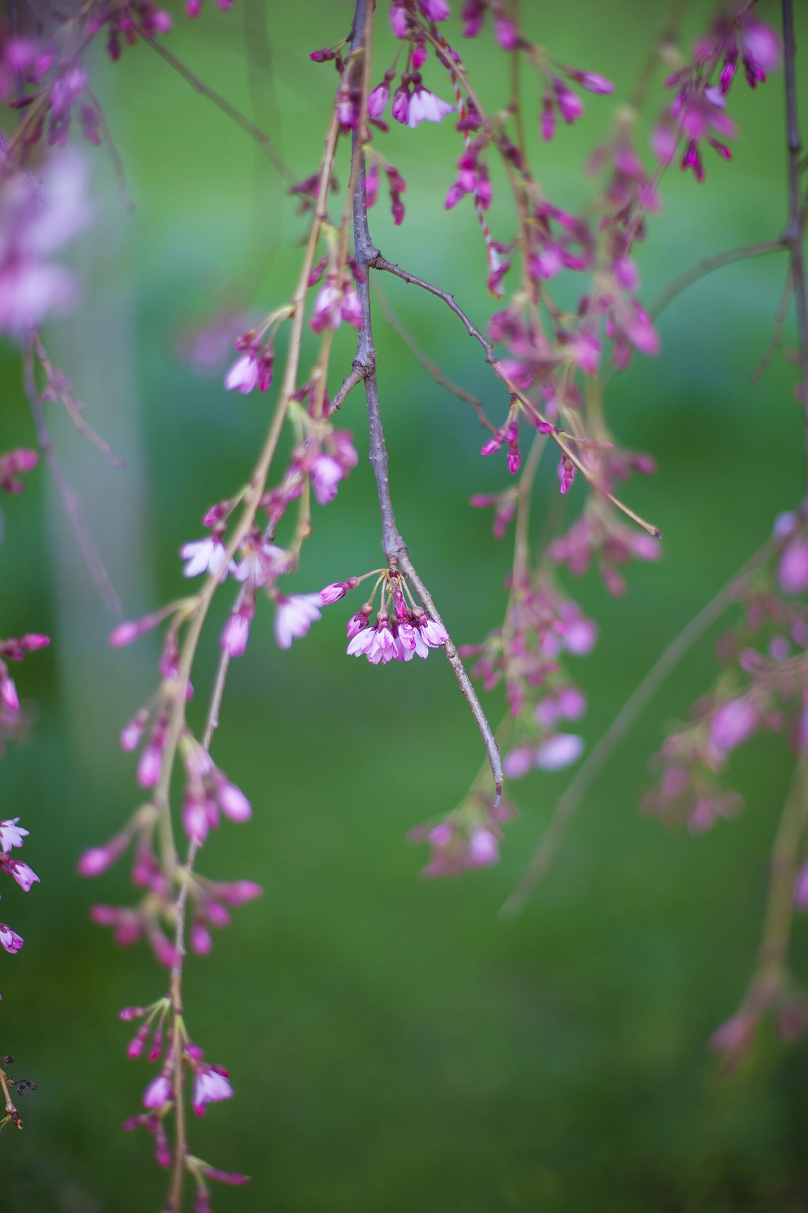 Canon EOS 5D Mark II sample photo. Flower, rosa, tree photography