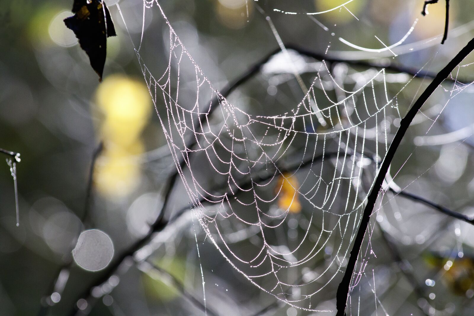 Canon EOS 50D sample photo. Cobweb, forest, autumn photography