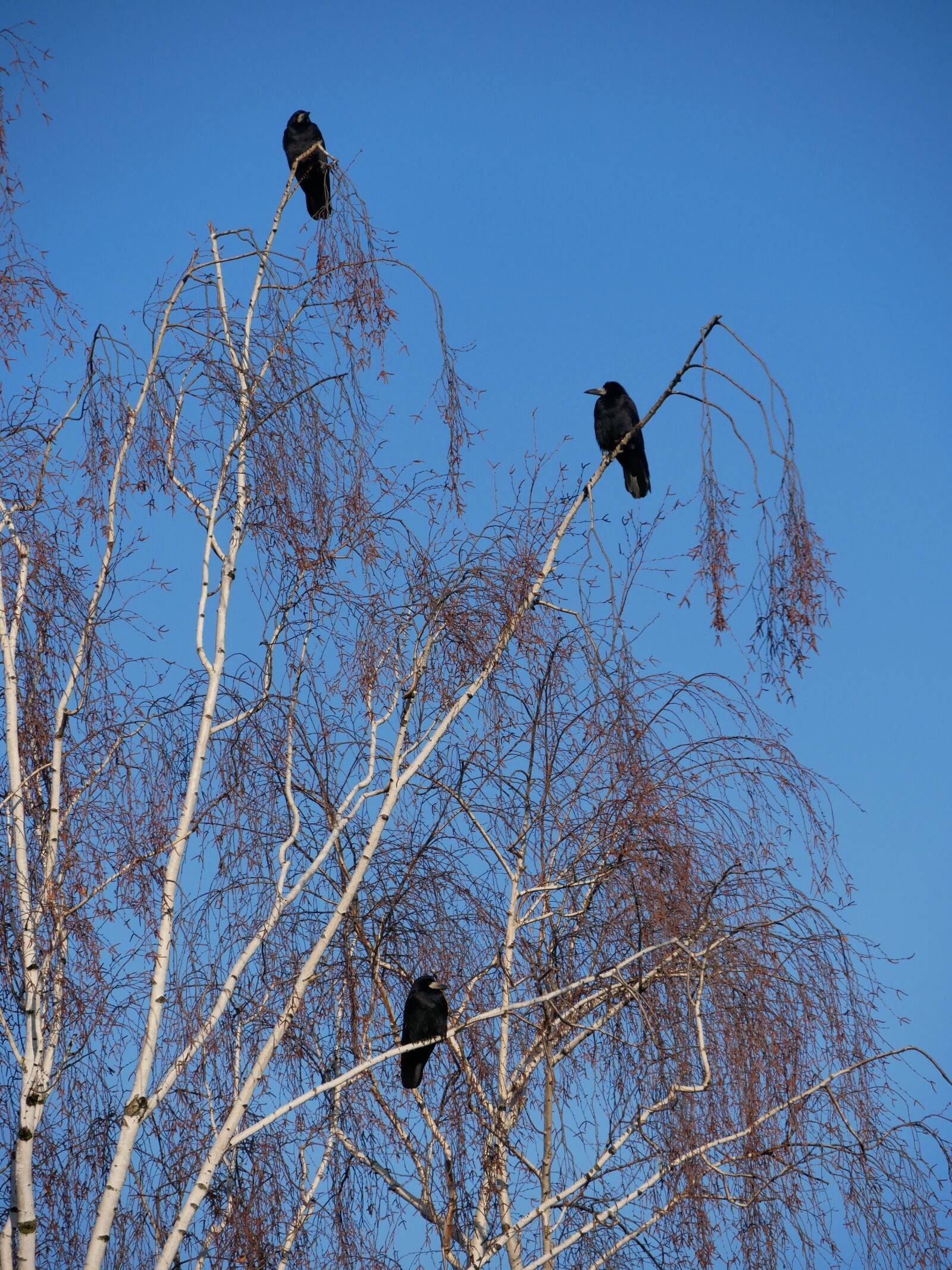 Panasonic DMC-G81 sample photo. Bird, sky, nature photography