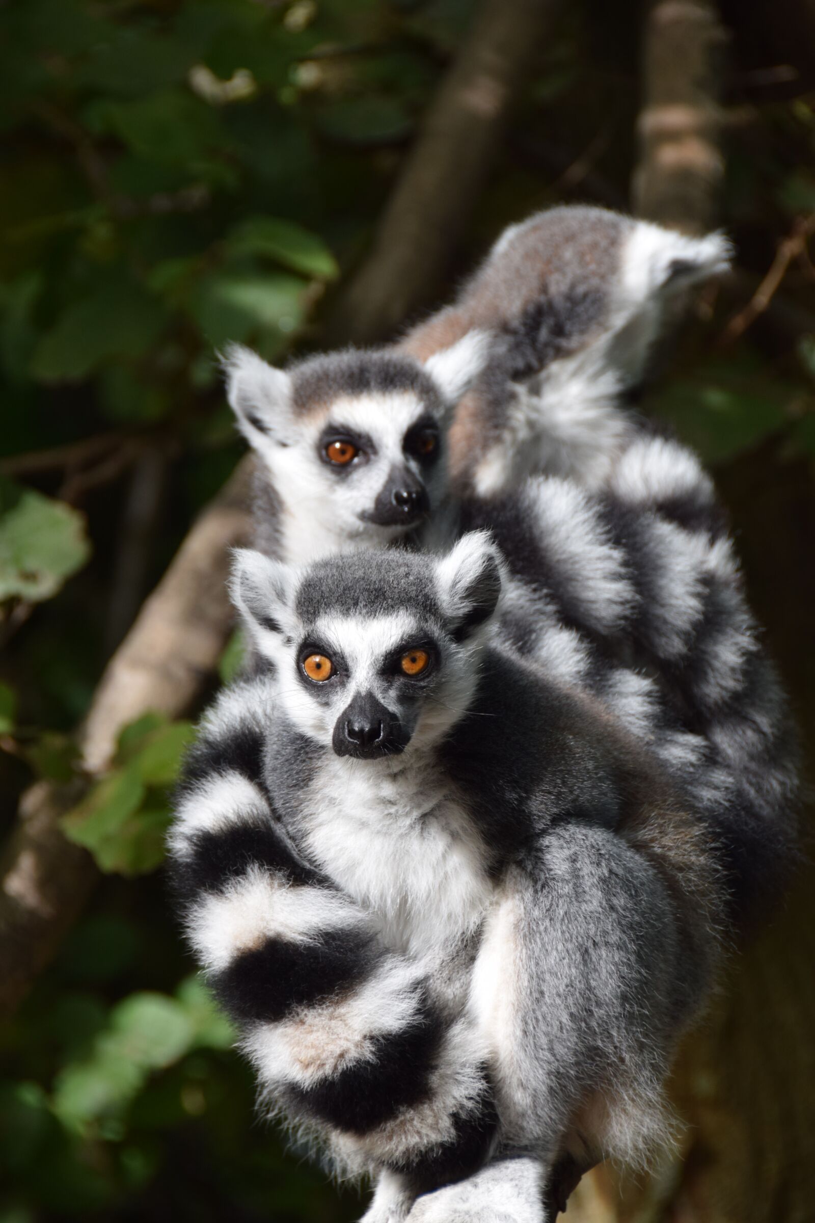 Nikon D5300 sample photo. Monkey, striped, makif l photography