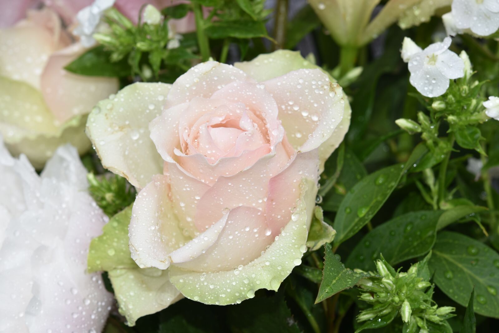 Nikon D5600 sample photo. Pink, rose water droplets photography