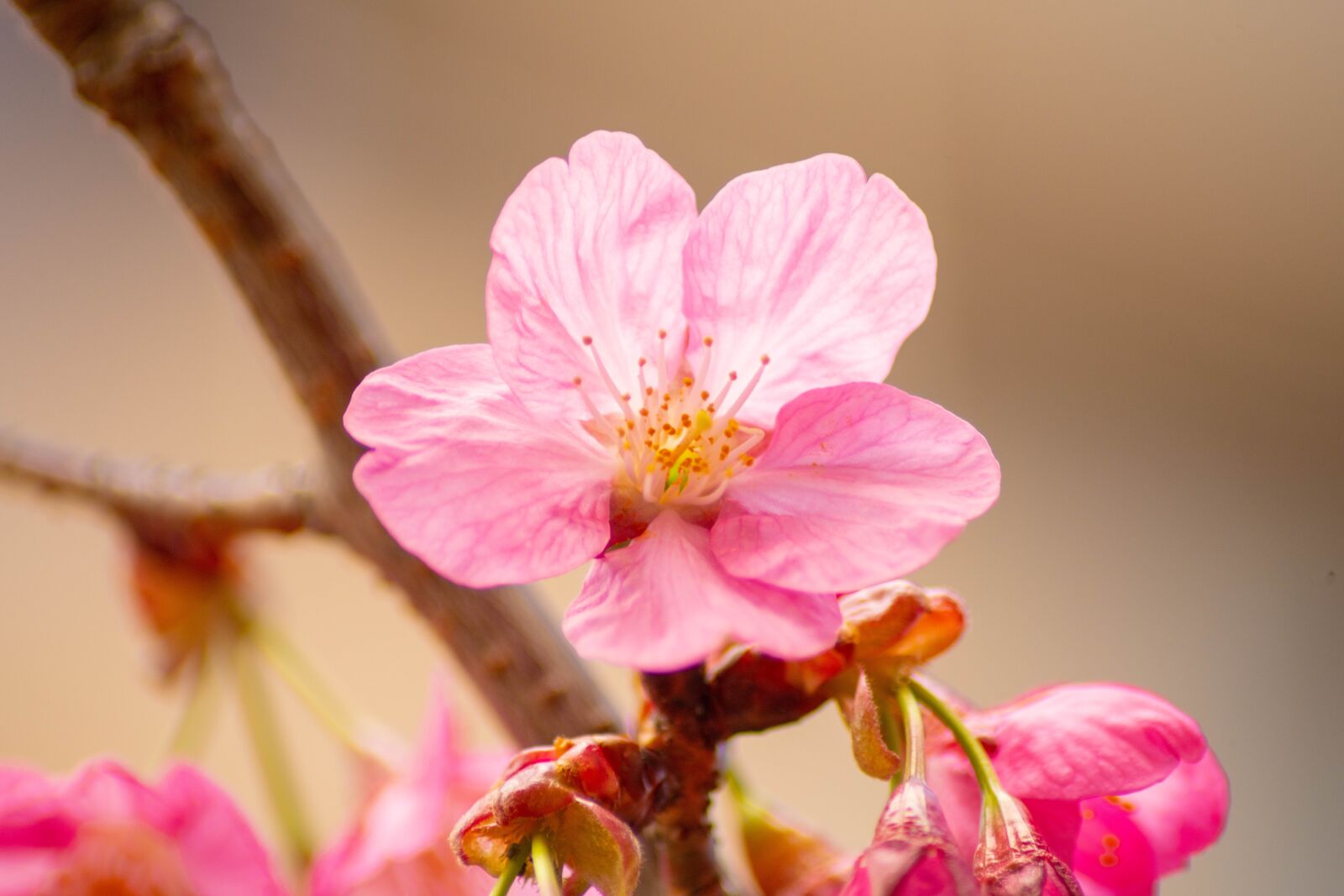 Nikon D850 sample photo. Cherry blossoms, flowers, spring photography