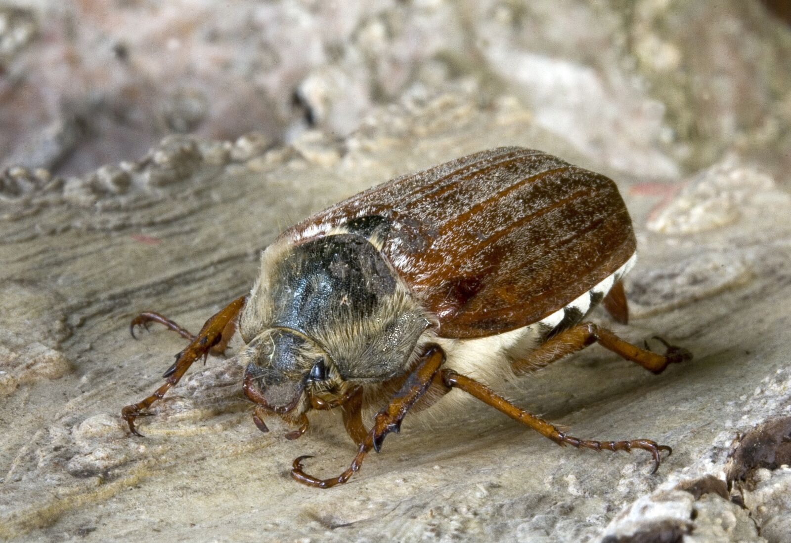 Canon EOS 400D (EOS Digital Rebel XTi / EOS Kiss Digital X) sample photo. Bug, insect, macro photography