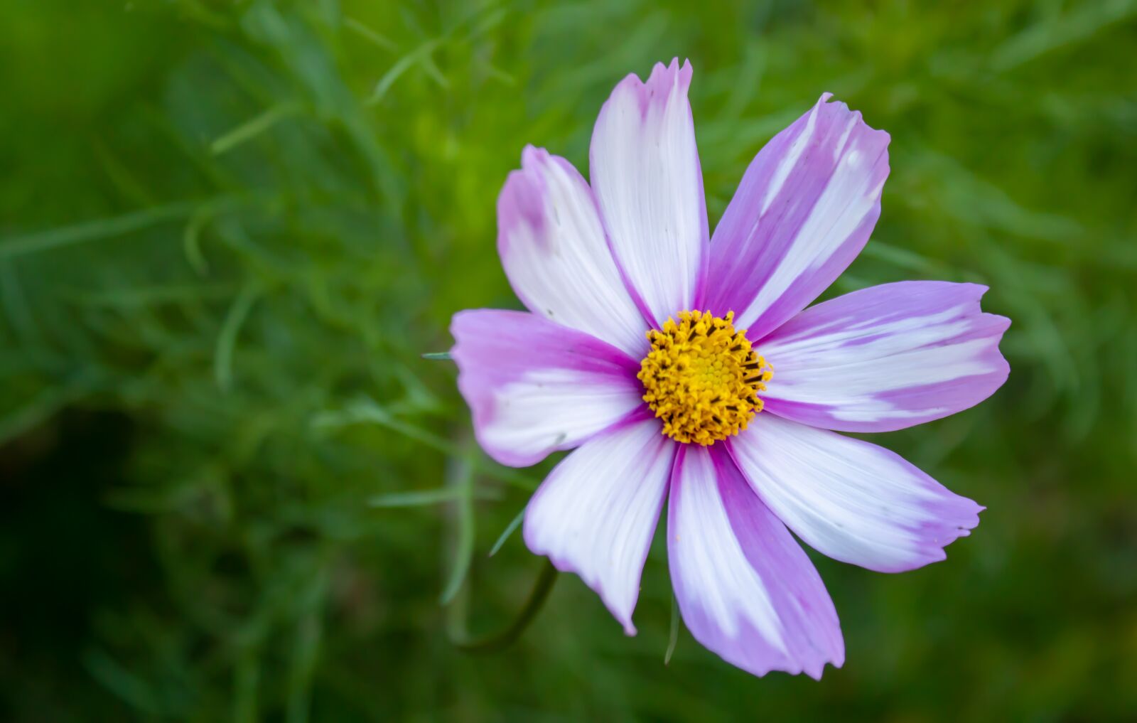 Canon EOS 200D (EOS Rebel SL2 / EOS Kiss X9) sample photo. Cosmea, cosmos, blossom photography