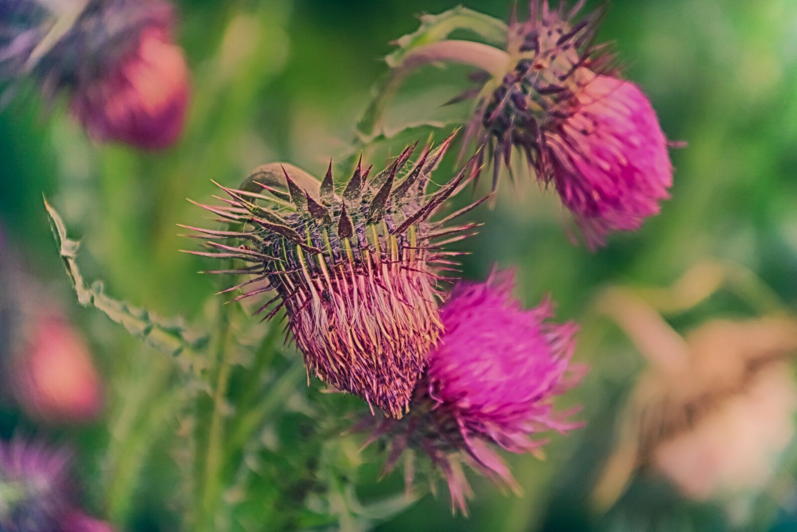 Canon EOS 70D sample photo. Flowers, thistles, thorny photography