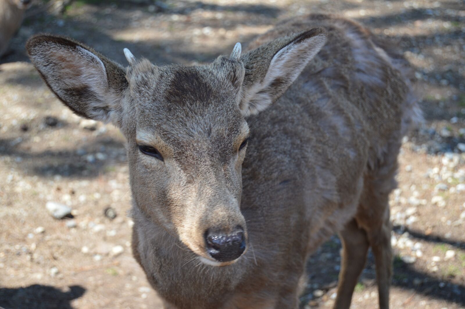 Nikon D3200 sample photo. Animal, forest, park photography