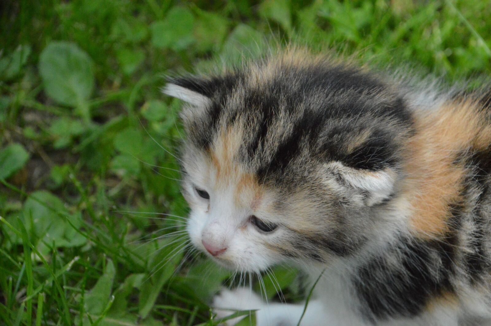 Nikon D3200 sample photo. Kitten, sniff, feel photography
