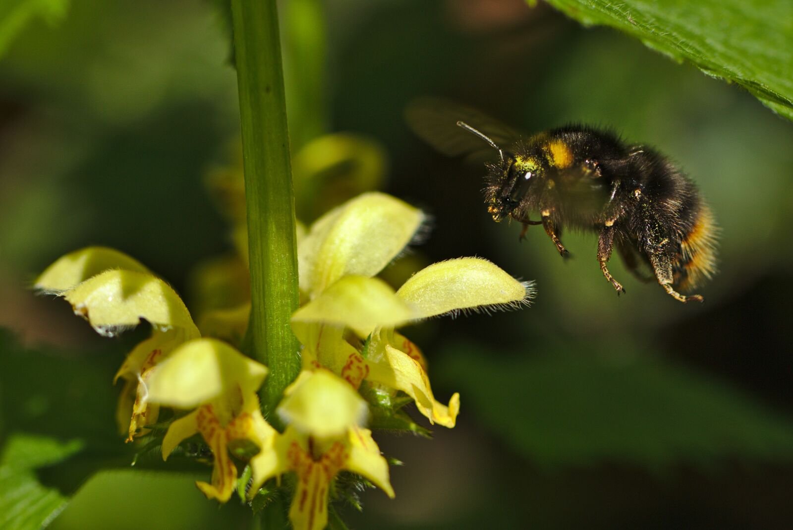 Canon EOS M5 sample photo. Hummel, brennessel, blossom photography