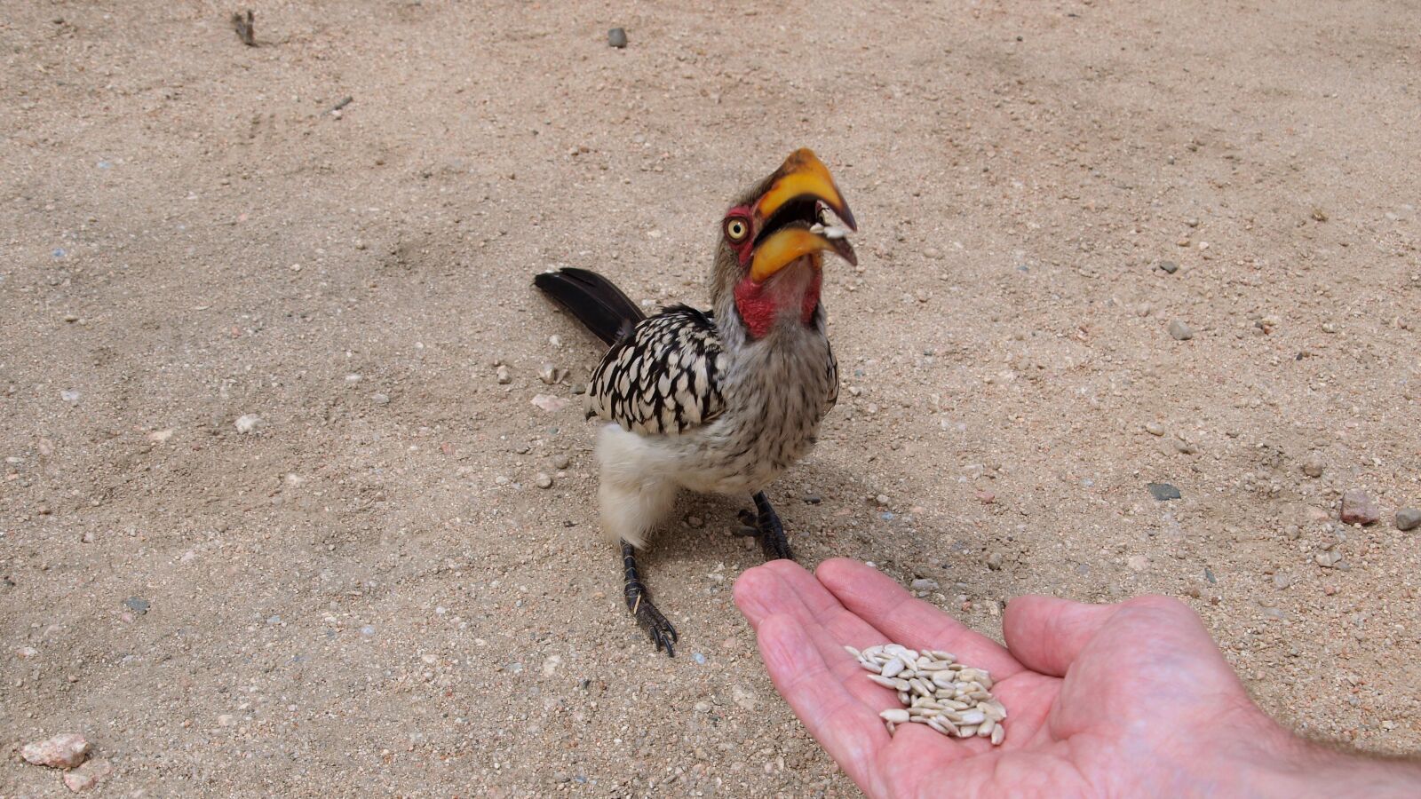 Olympus E-420 (EVOLT E-420) sample photo. Toko, yellow-billed hornbill, hornbill photography