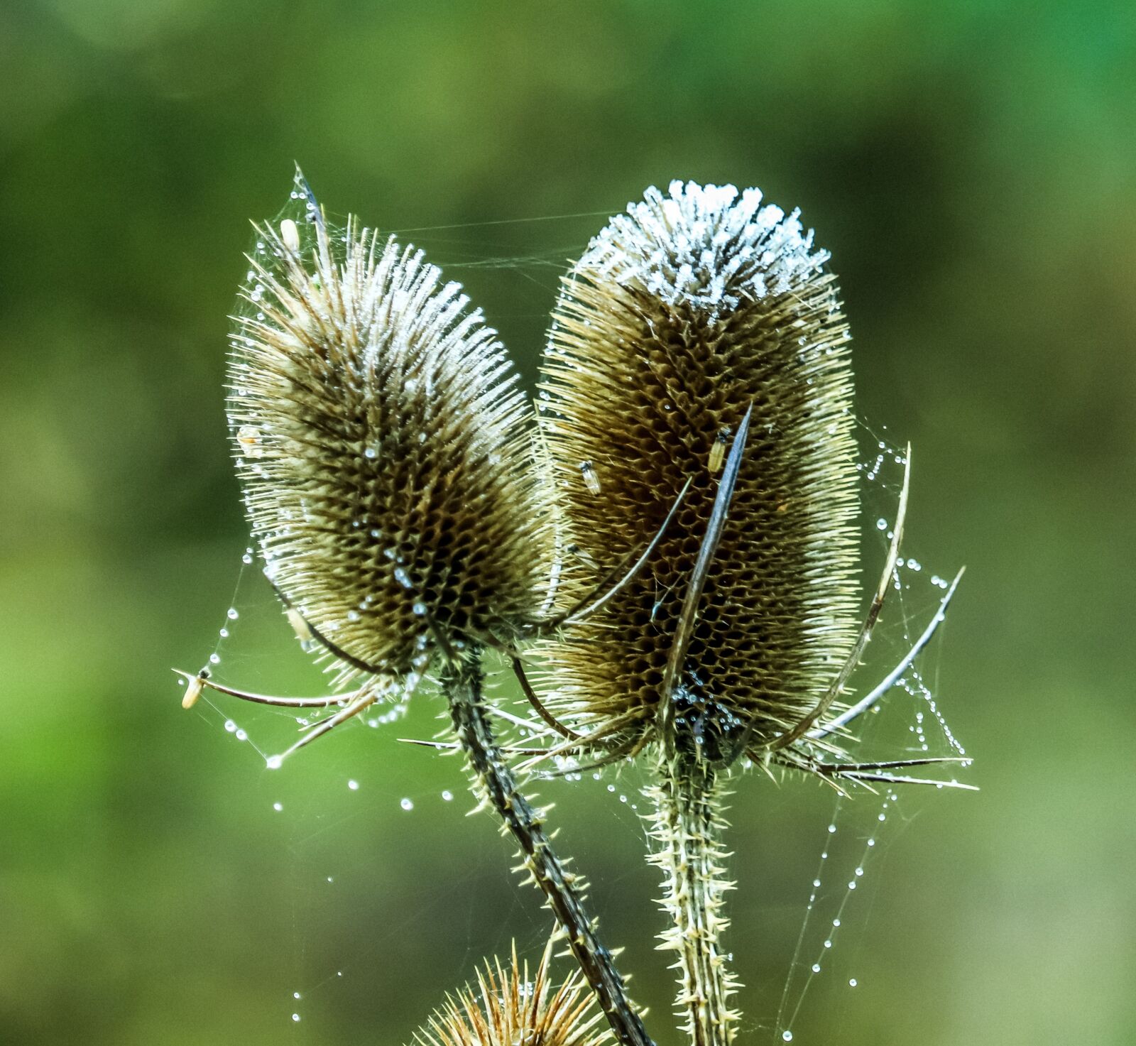 Canon EOS 200D (EOS Rebel SL2 / EOS Kiss X9) sample photo. Wild teasel, plant, frost photography