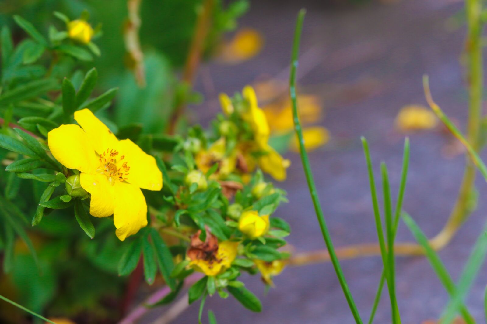 Canon EOS 7D Mark II sample photo. Flower, wildflower, autumn photography