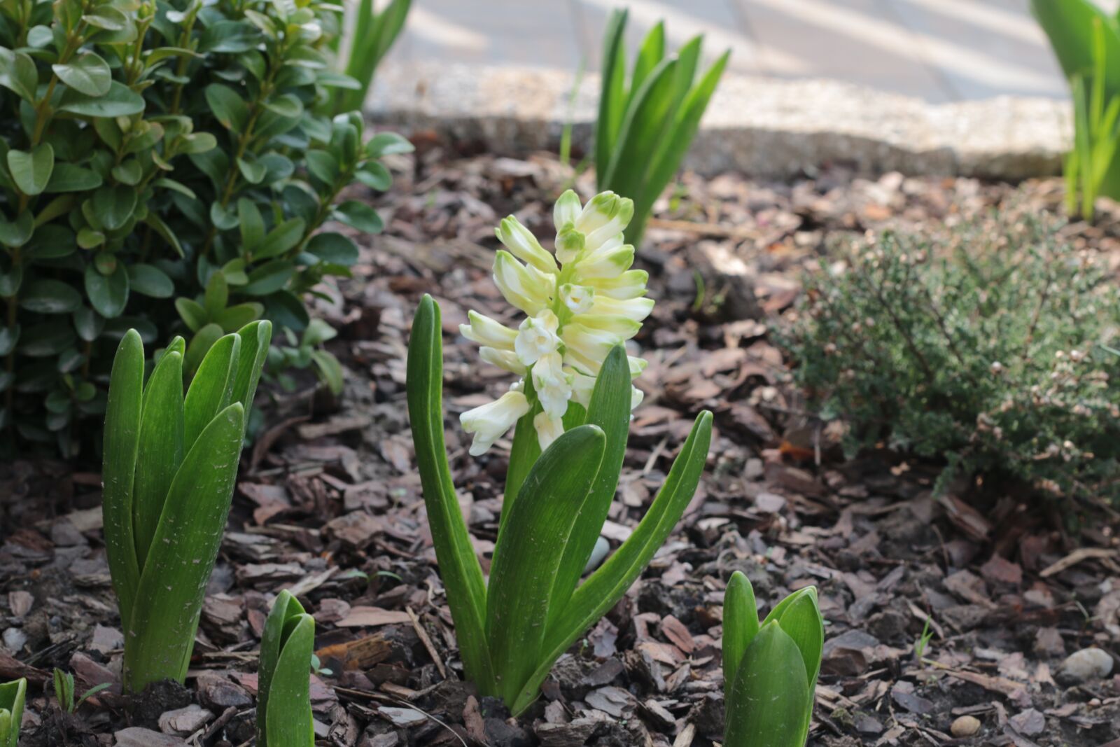 Canon EOS 70D + Canon EF 50mm F1.8 II sample photo. Flowers, spring photography