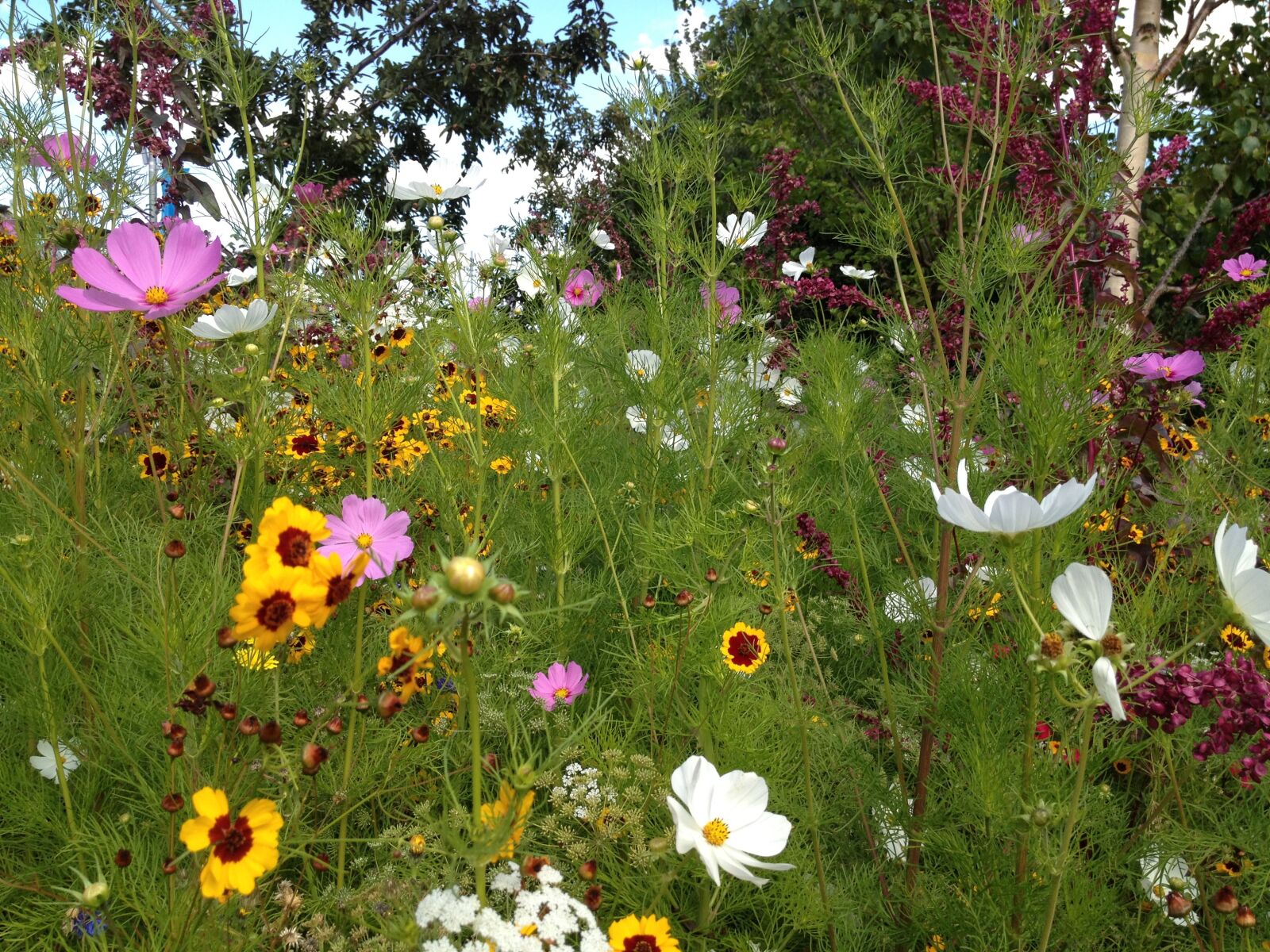 Apple iPhone 4S sample photo. Meadow, wildflowers, wild photography
