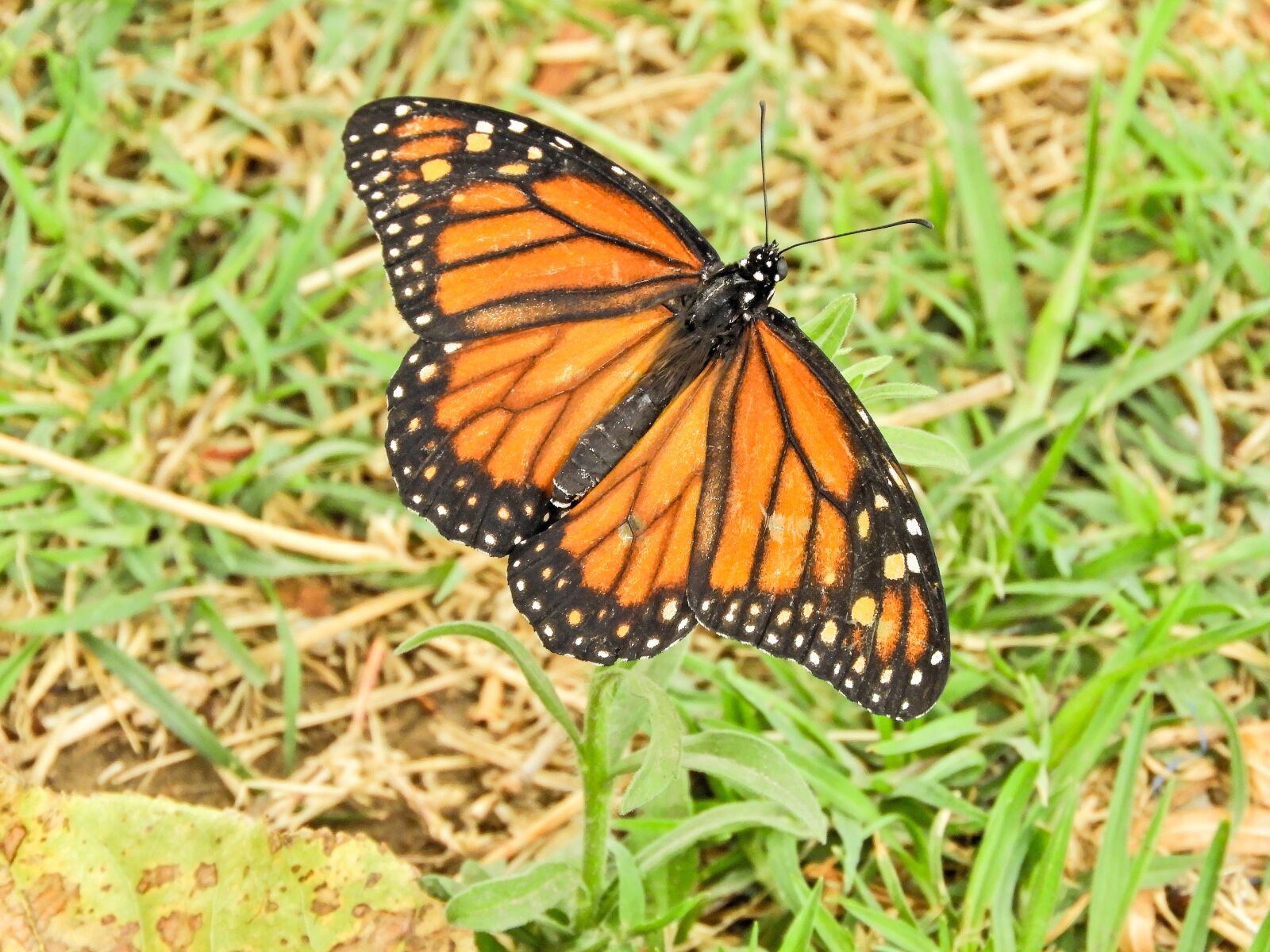 Nikon Coolpix B700 sample photo. Butterfly, monarch, bolivia photography