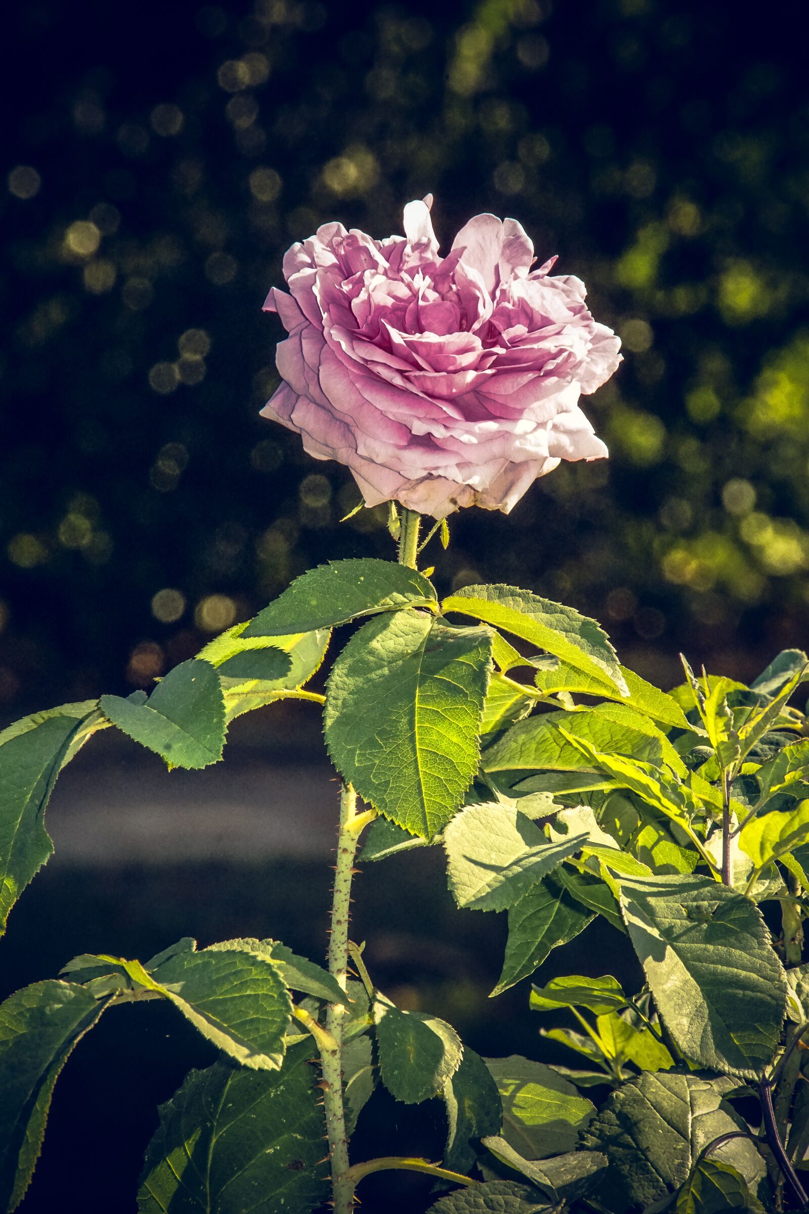 Sony ILCA-77M2 sample photo. Rose, blossom, bloom photography