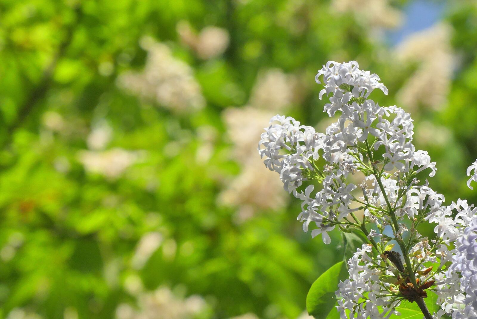 Panasonic Lumix DMC-FZ300 sample photo. Plant, nature, flower photography