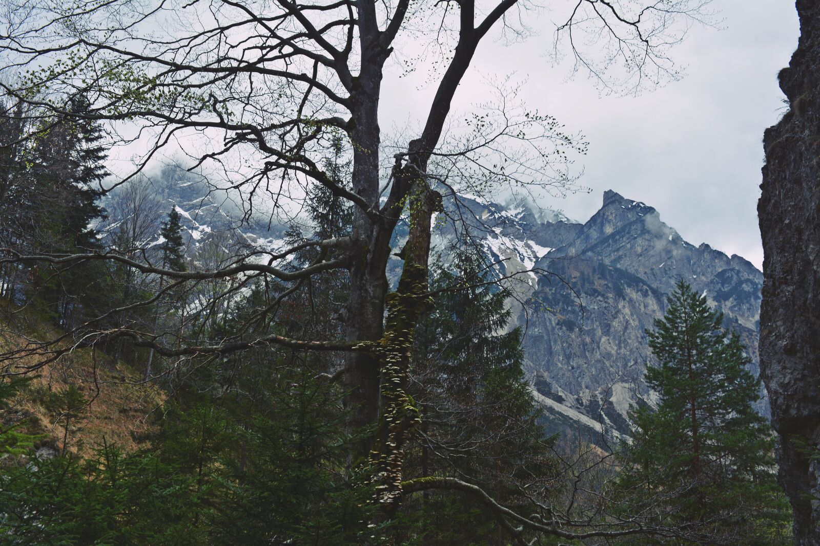Nikon D5200 sample photo. Mountain forest, mushrooms on photography