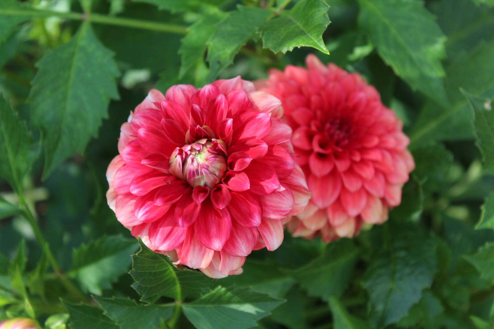 Canon EOS 1300D (EOS Rebel T6 / EOS Kiss X80) sample photo. Flower, garden, nature photography