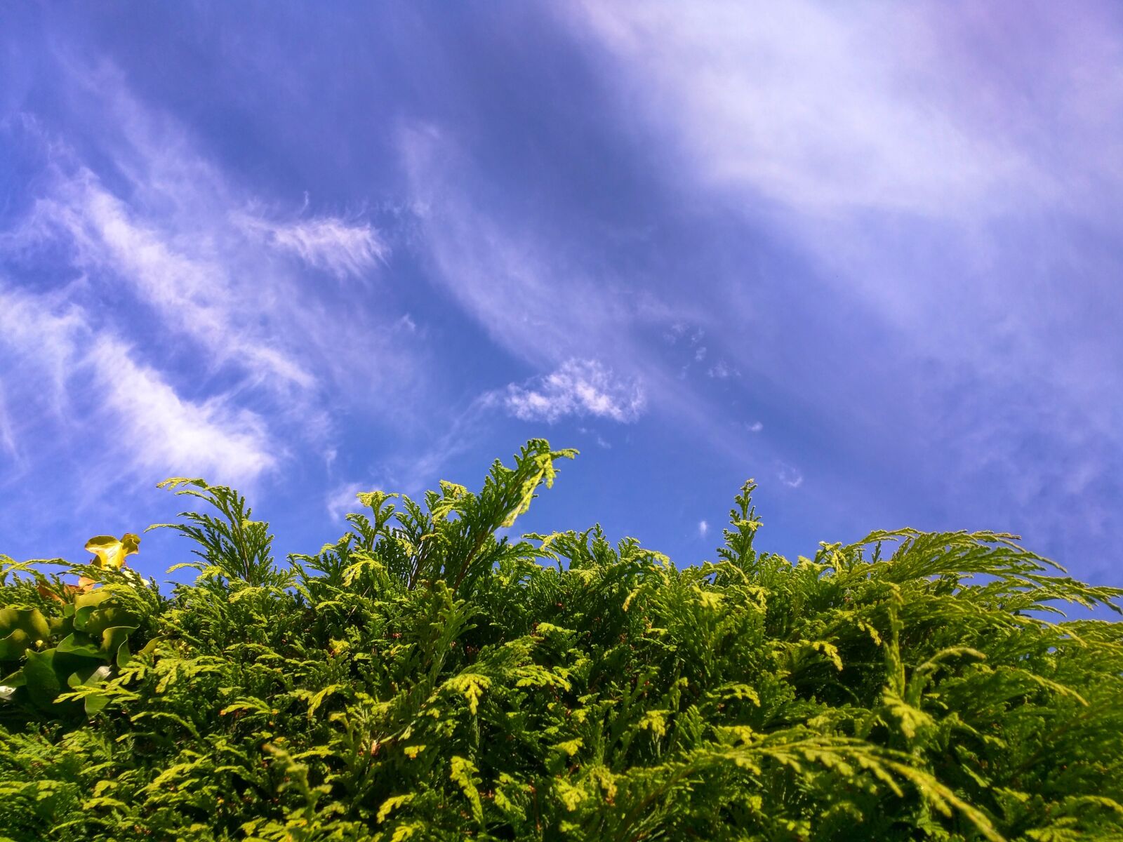 Motorola Nexus 6 sample photo. Conifer, coniferous, hedge photography