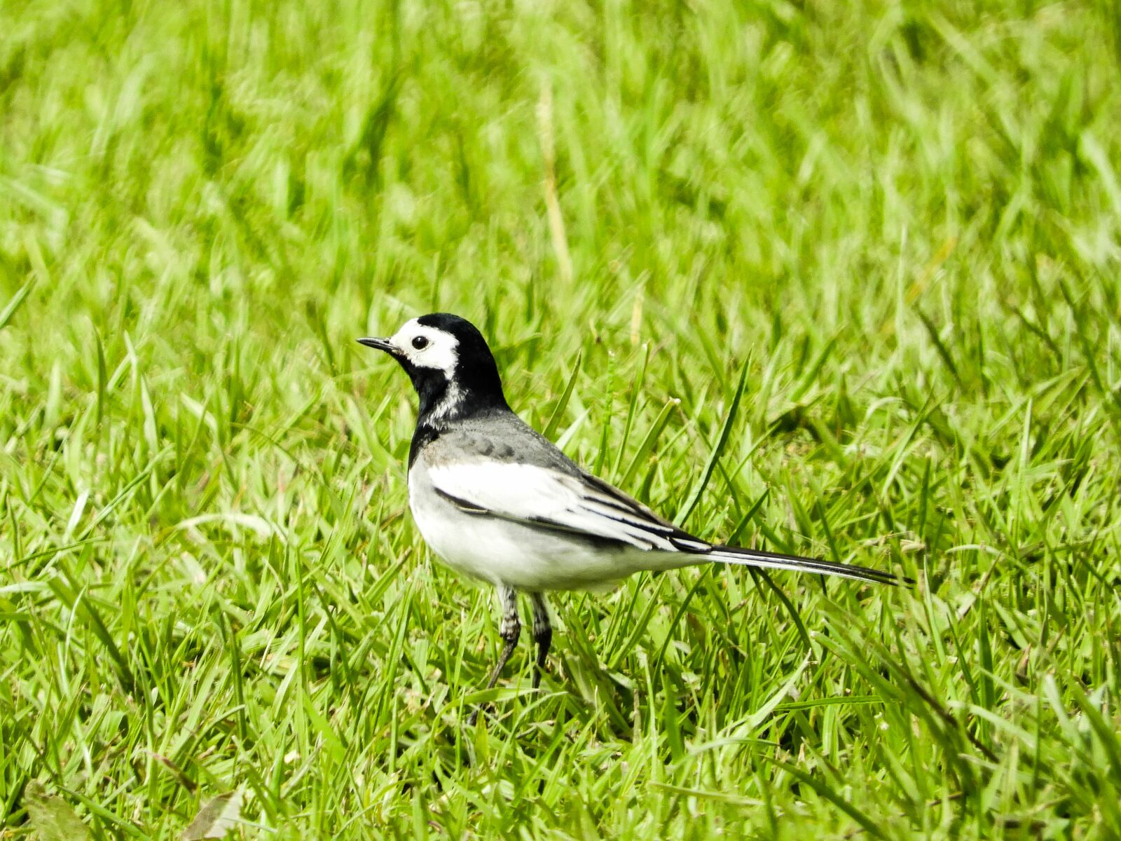 Nikon Coolpix B700 sample photo. Nature, bird, spring photography