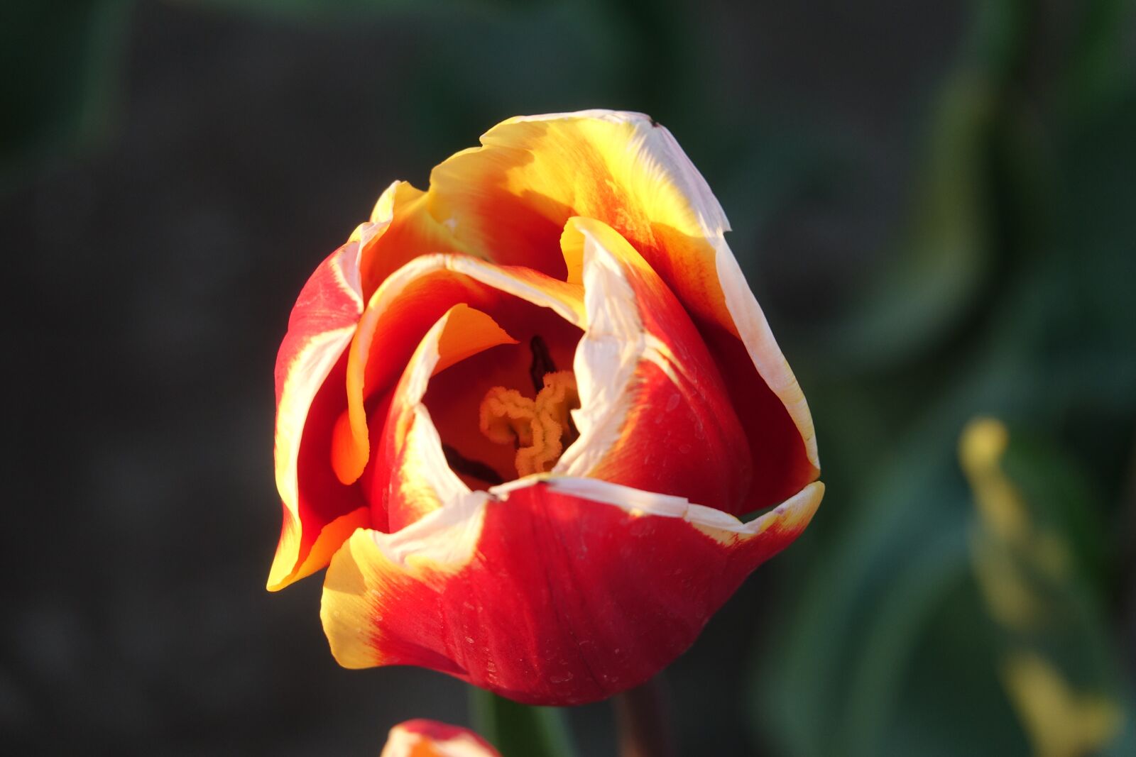 Sony Cyber-shot DSC-RX10 III sample photo. Tulips, tulip field, red photography