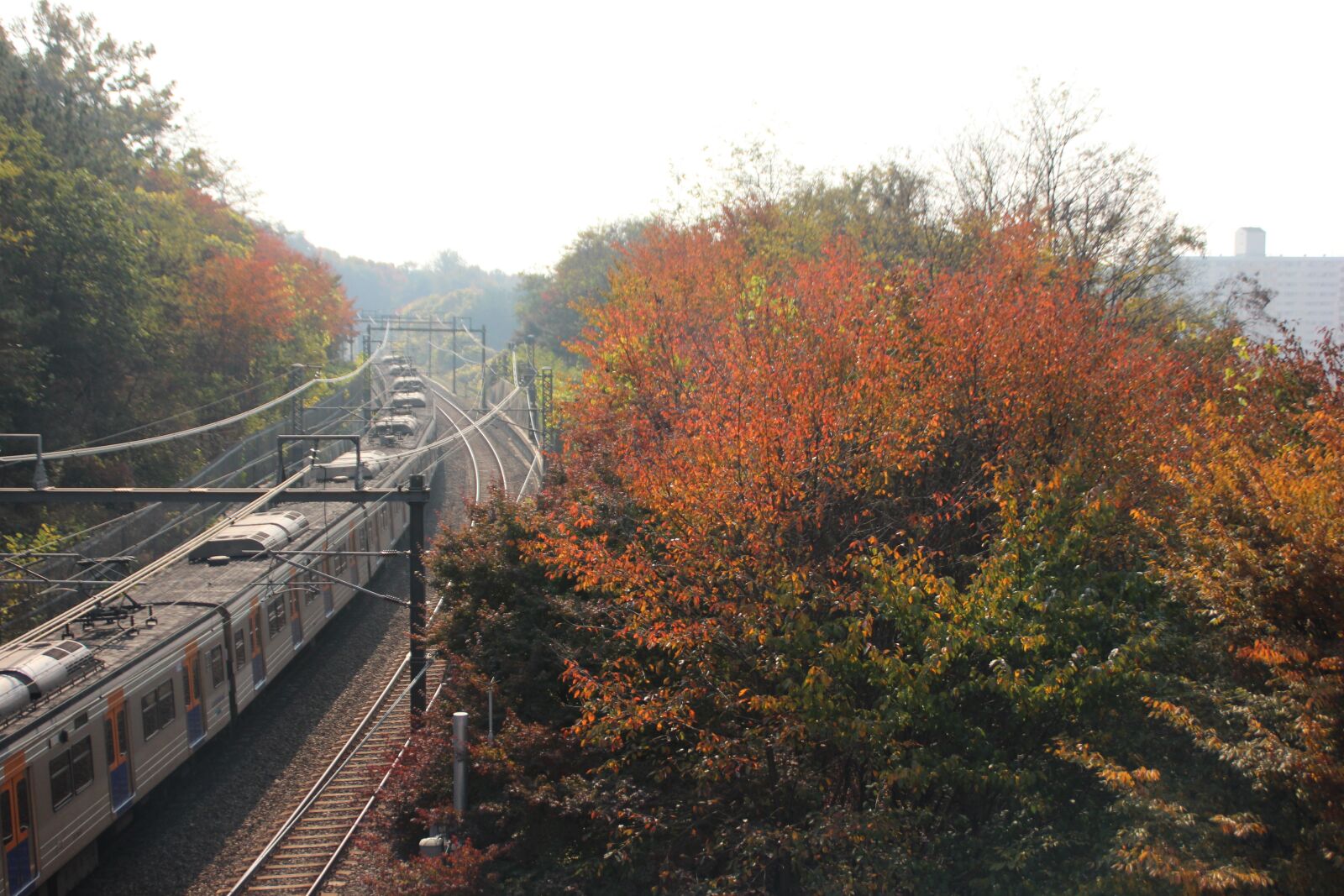 Canon EOS 600D (Rebel EOS T3i / EOS Kiss X5) sample photo. Autumn, nature, wood photography