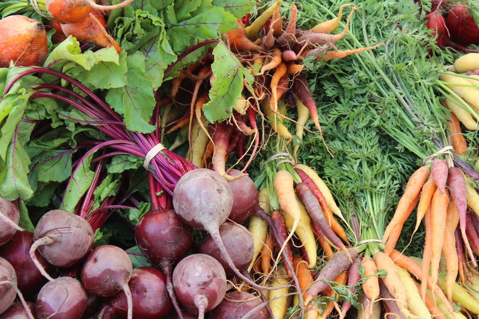 Canon EOS 600D (Rebel EOS T3i / EOS Kiss X5) sample photo. Beets, carrots, farmers market photography