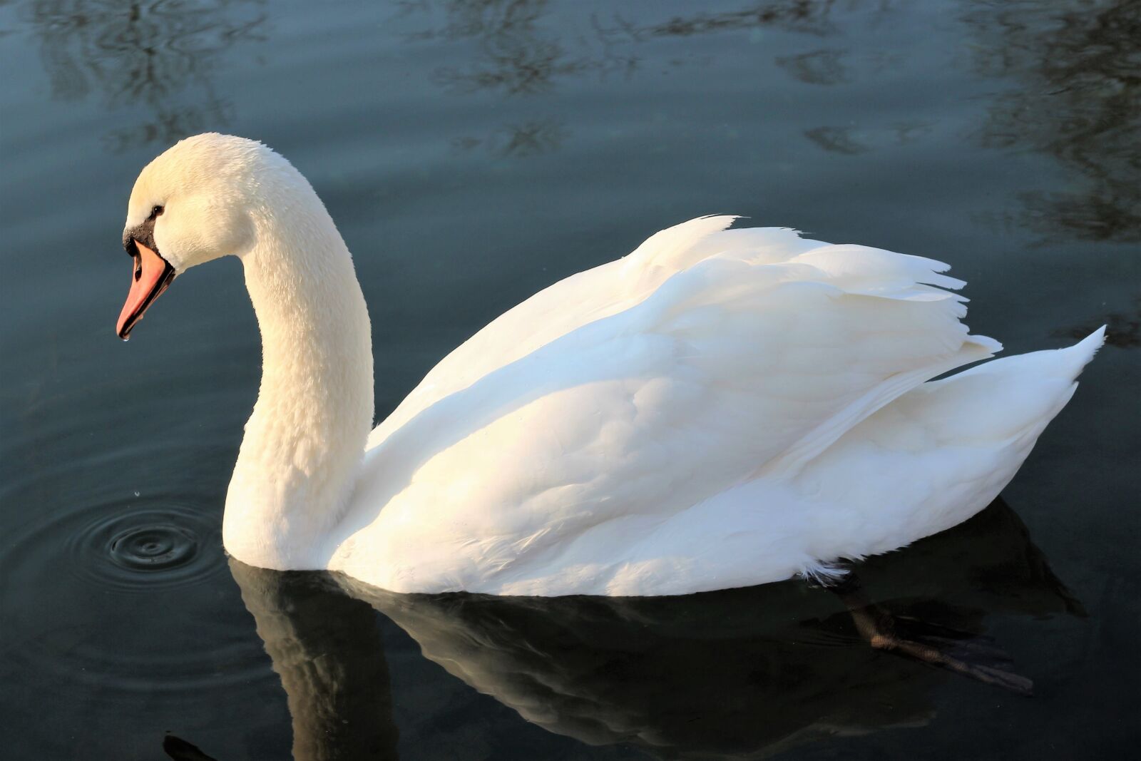 Canon EOS 600D (Rebel EOS T3i / EOS Kiss X5) + Canon EF 50mm F1.8 II sample photo. White swan, water, lake photography