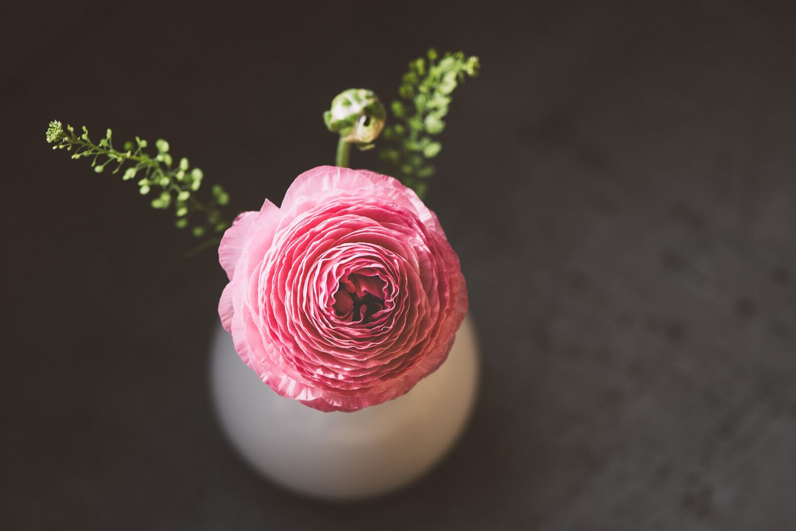 Nikon D750 sample photo. Ranunculus, flower, blossom photography