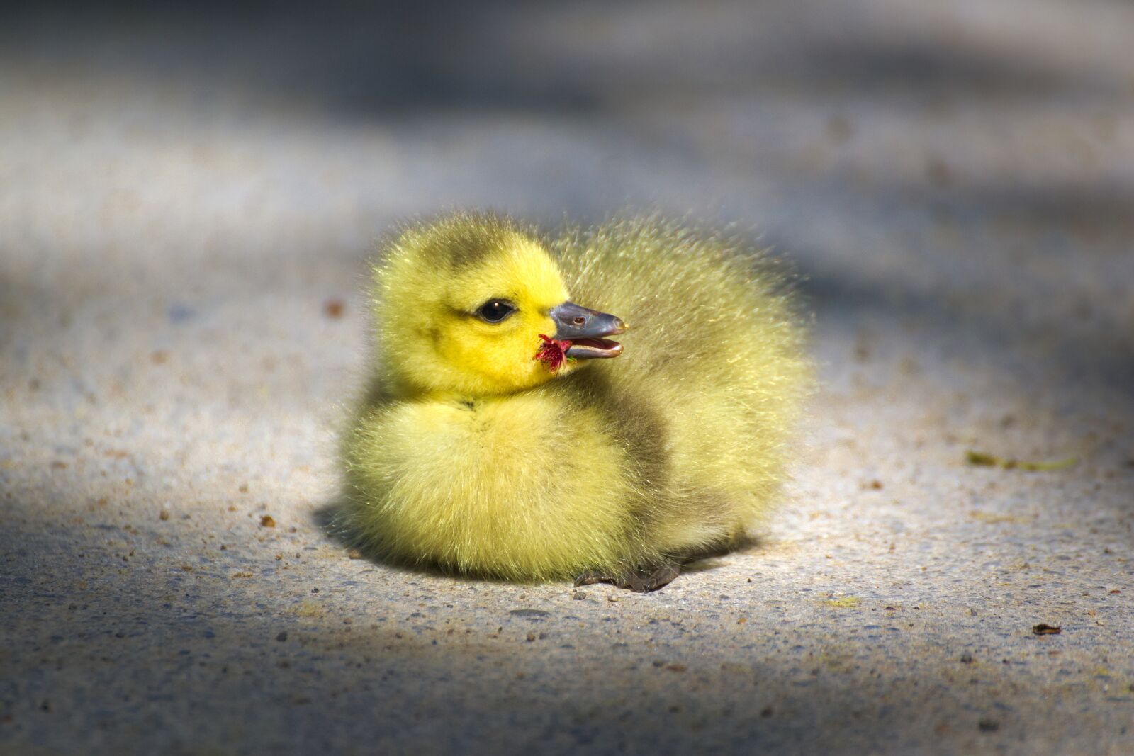 Nikon D600 sample photo. Goose, gaensekuecken, animals photography