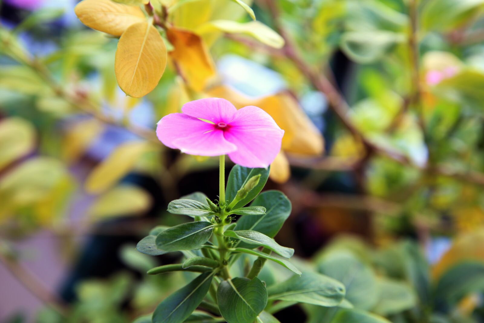 Canon EF 24-70mm F2.8L II USM sample photo. Flower, green, floral photography