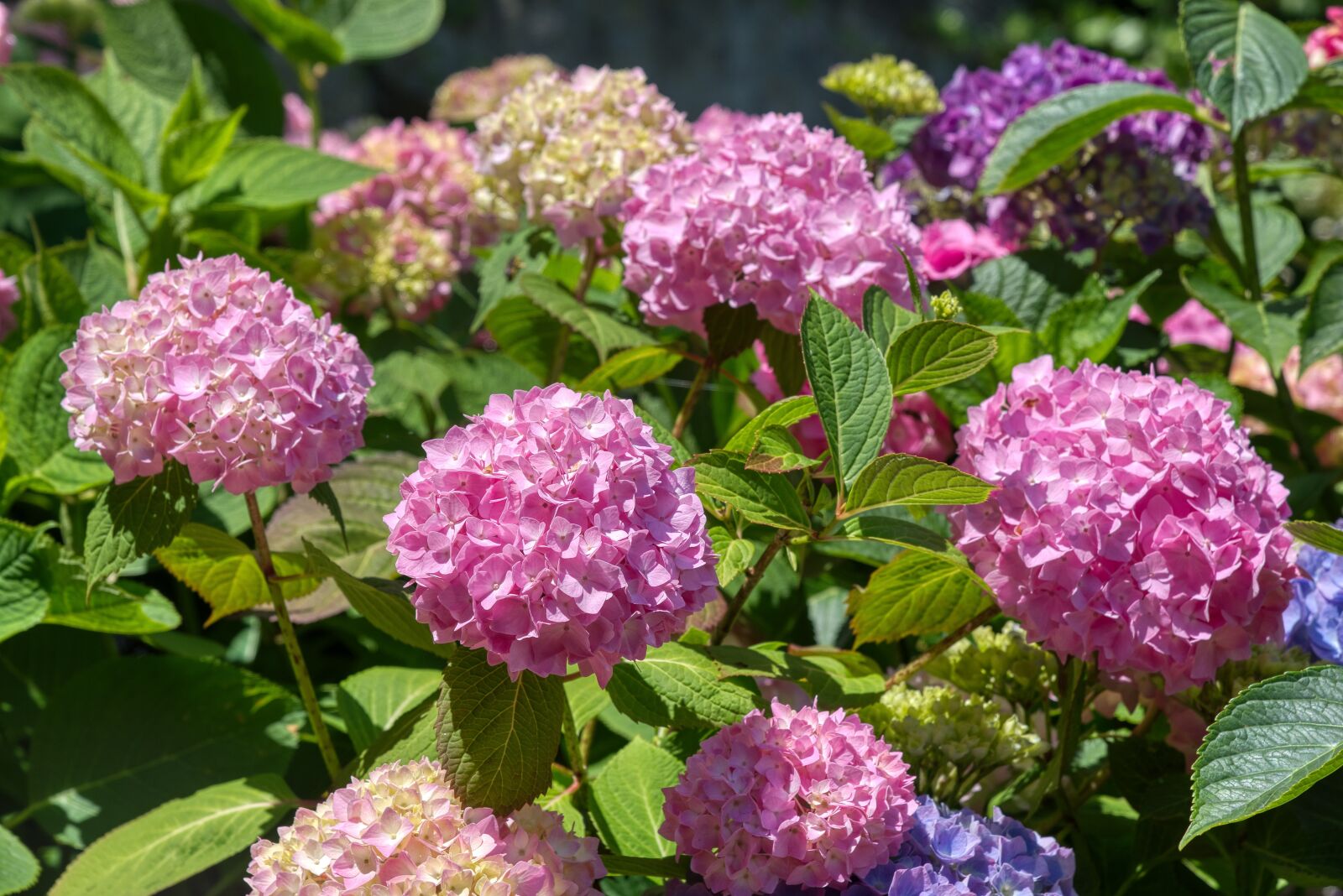 Nikon D750 sample photo. Hydrangeas, hydrangea, hydrangeaceae photography