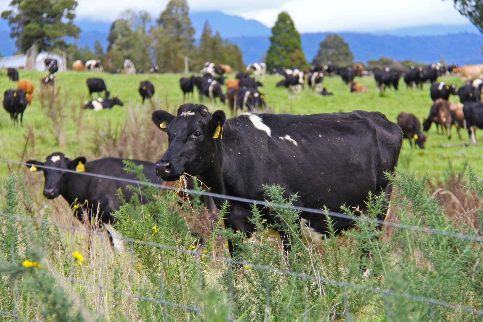 Canon EF-S 18-200mm F3.5-5.6 IS sample photo. Cow, farm, state highway 6 photography
