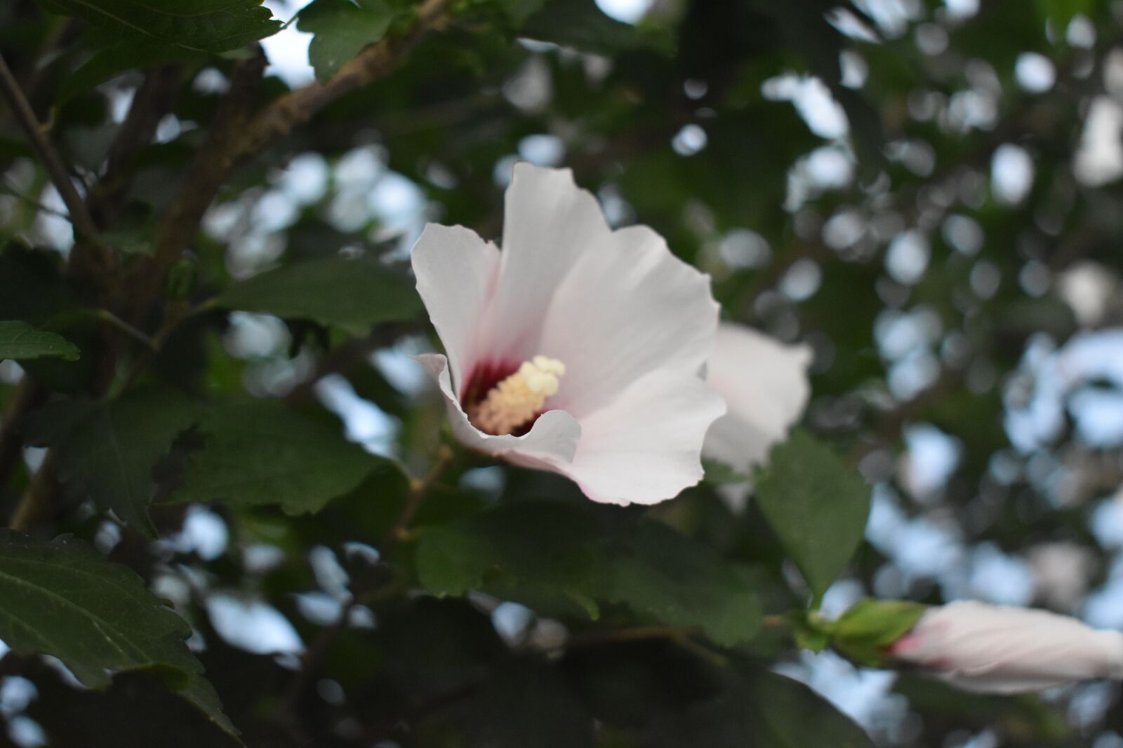 Nikon D3400 sample photo. Nature, flower, outdoors photography
