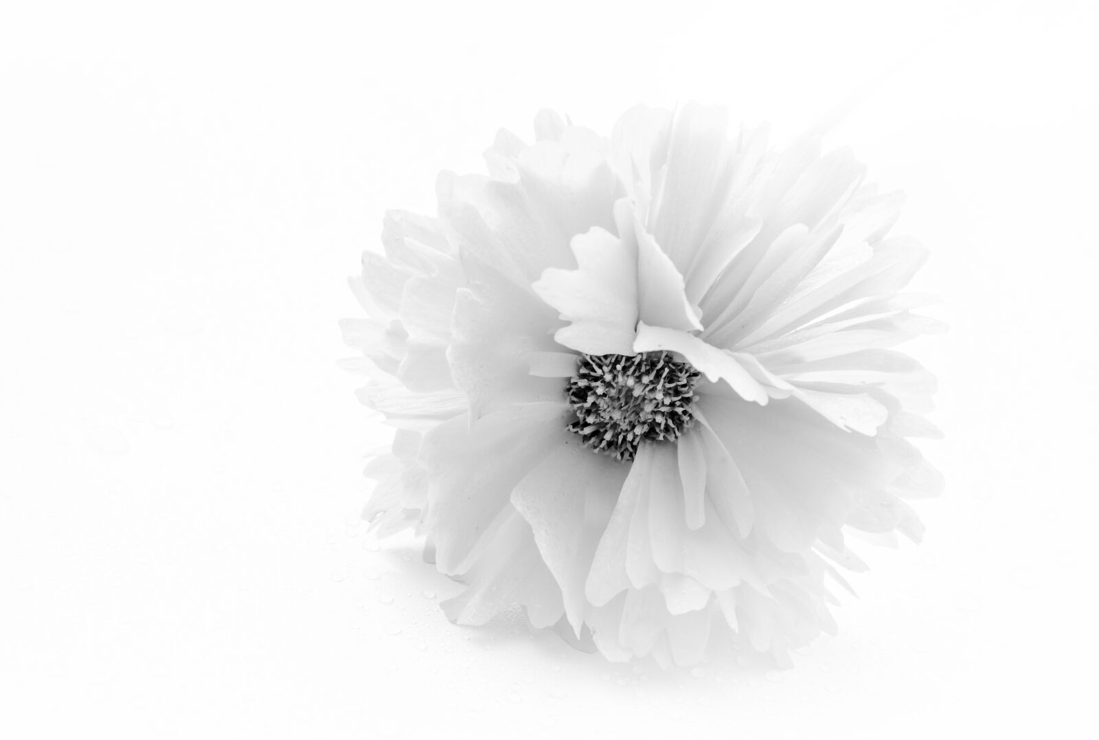 Sony ILCA-77M2 + 105mm F2.8 sample photo. White, white flower, flower photography
