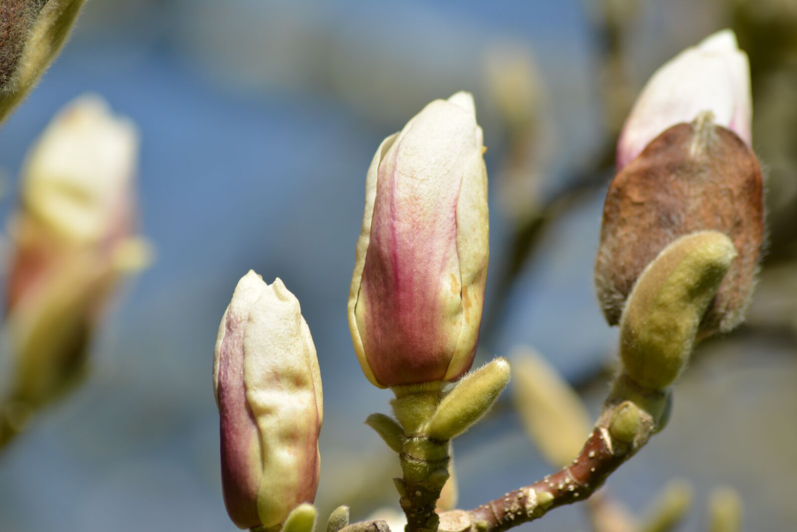Nikon D5200 sample photo. Spring, buds, an almond photography