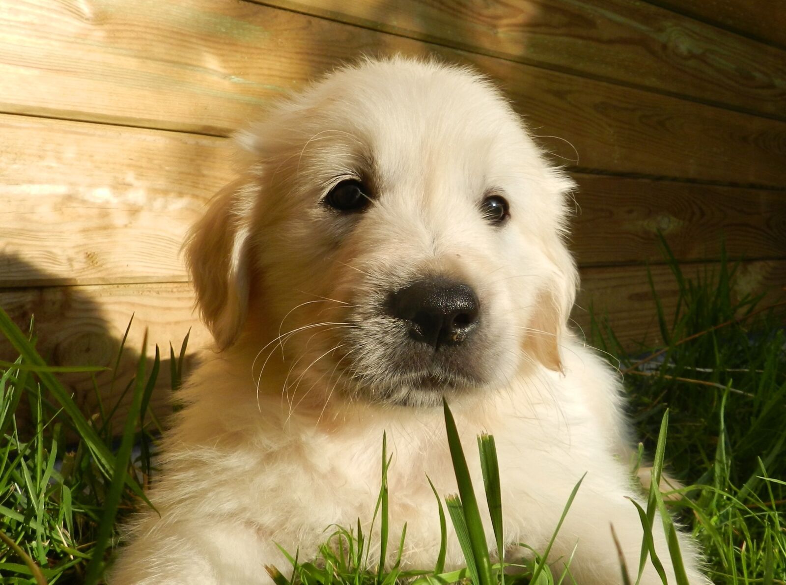Nikon Coolpix P500 sample photo. Puppy, golden retriever, animal photography