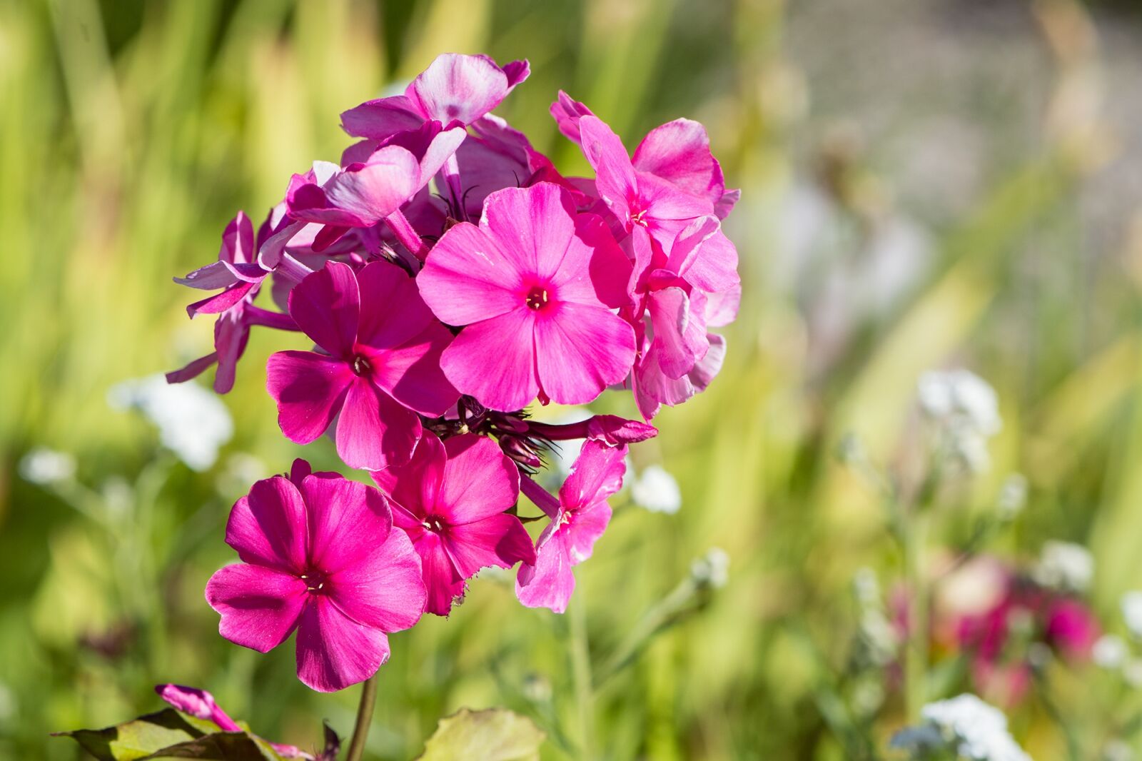 Nikon D7100 sample photo. Flame flowers, phlox, pink photography