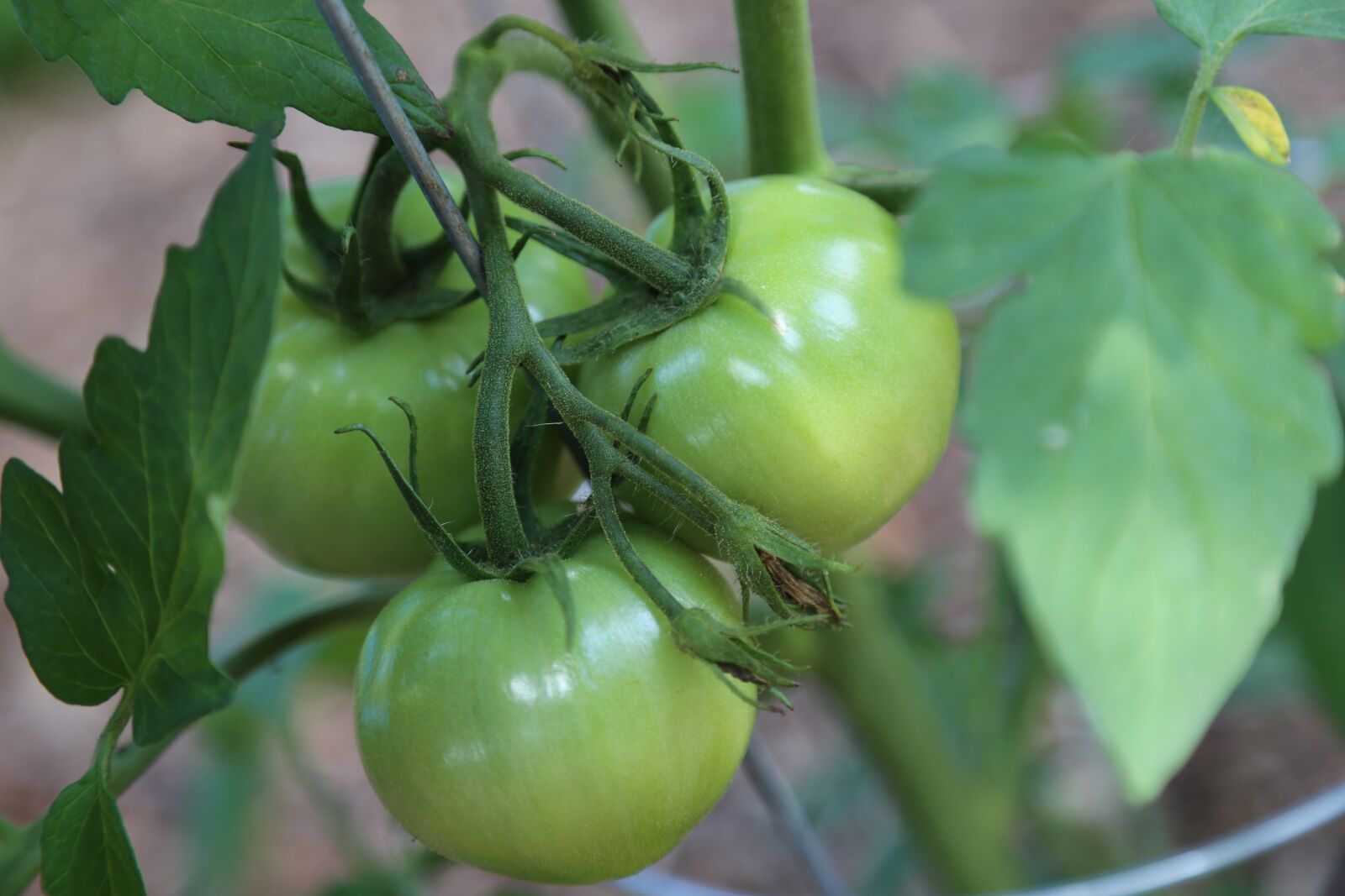 Canon EOS 6D + Canon EF 24-105mm F4L IS USM sample photo. Green, green tomatoes, tomatoes photography